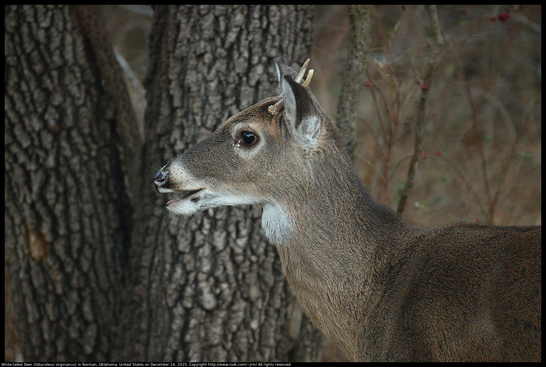 White-tailed Deer (Odocoileus virginianus) in Norman, Oklahoma, United States on December 14, 2025