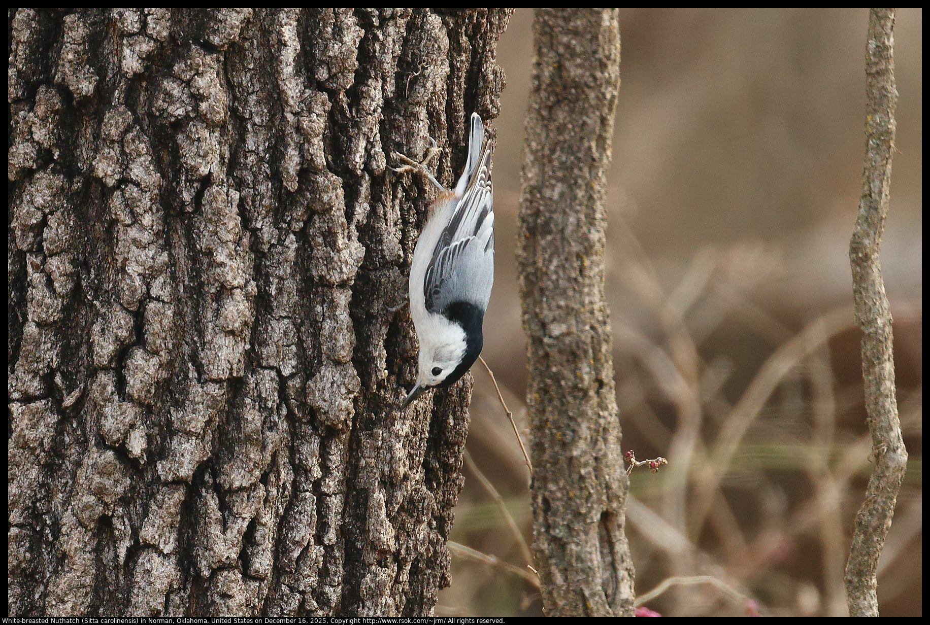 White-breasted Nuthatch (Sitta carolinensis) in Norman, Oklahoma, United States on December 16, 2025