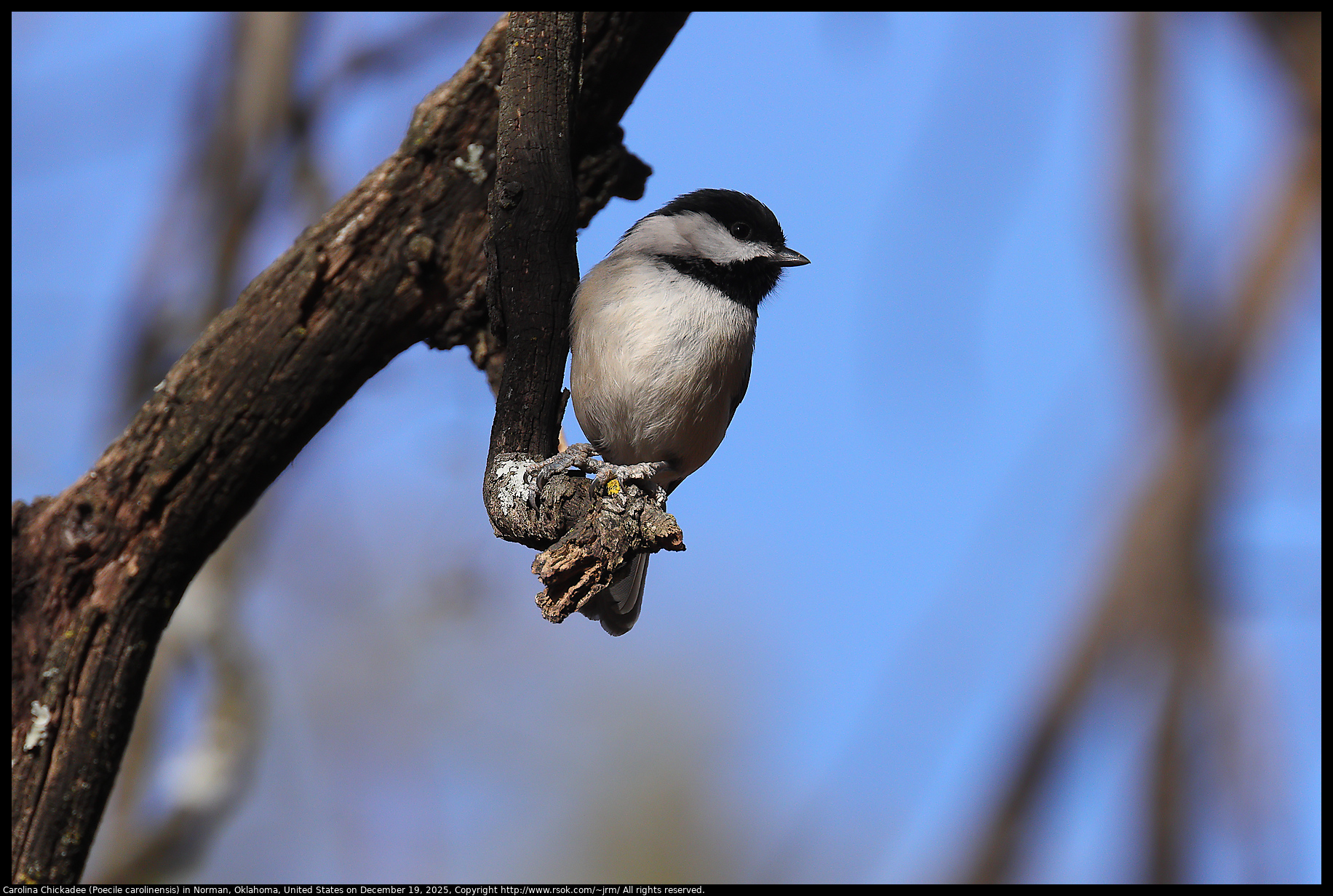 Carolina Chickadee (Poecile carolinensis) in Norman, Oklahoma, United States on December 19, 2025