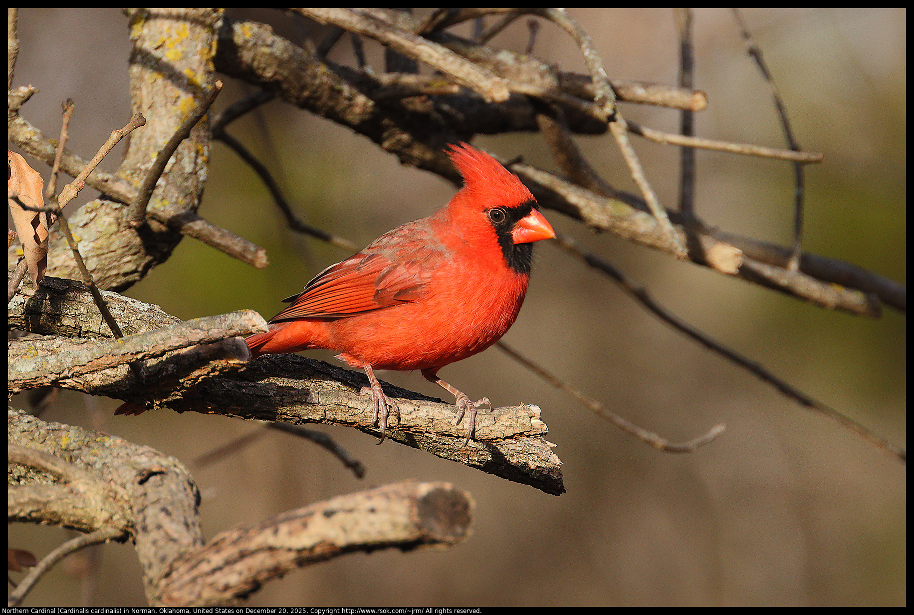 Northern Cardinal (Cardinalis cardinalis) in Norman, Oklahoma, United States on December 20, 2025