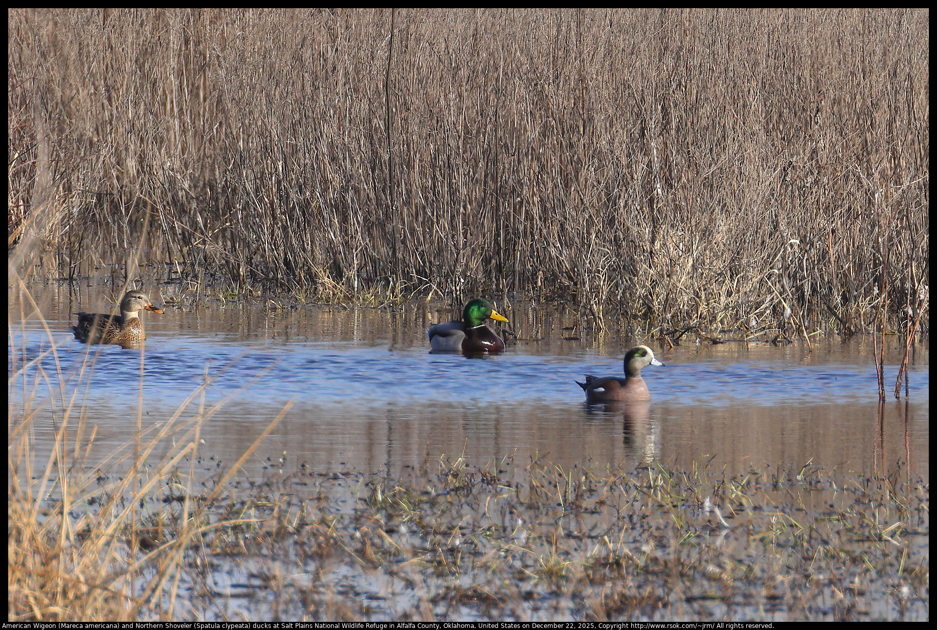 American Wigeon (Mareca americana) and Northern Shoveler (Spatula clypeata) ducks at Salt Plains National Wildlife Refuge in Alfalfa County, Oklahoma, United States on December 22, 2025