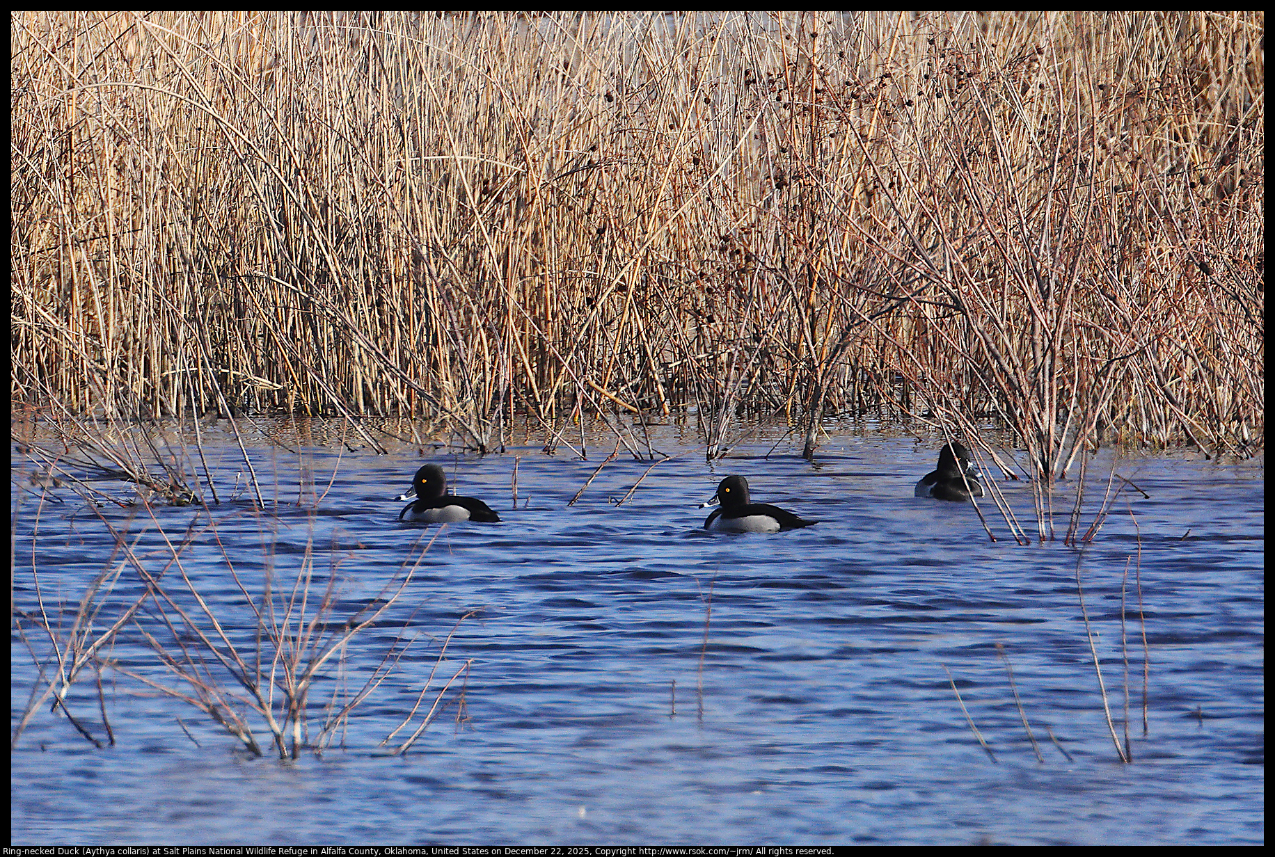 Ring-necked Duck (Aythya collaris) at Salt Plains National Wildlife Refuge in Alfalfa County, Oklahoma, United States on December 22, 2025
