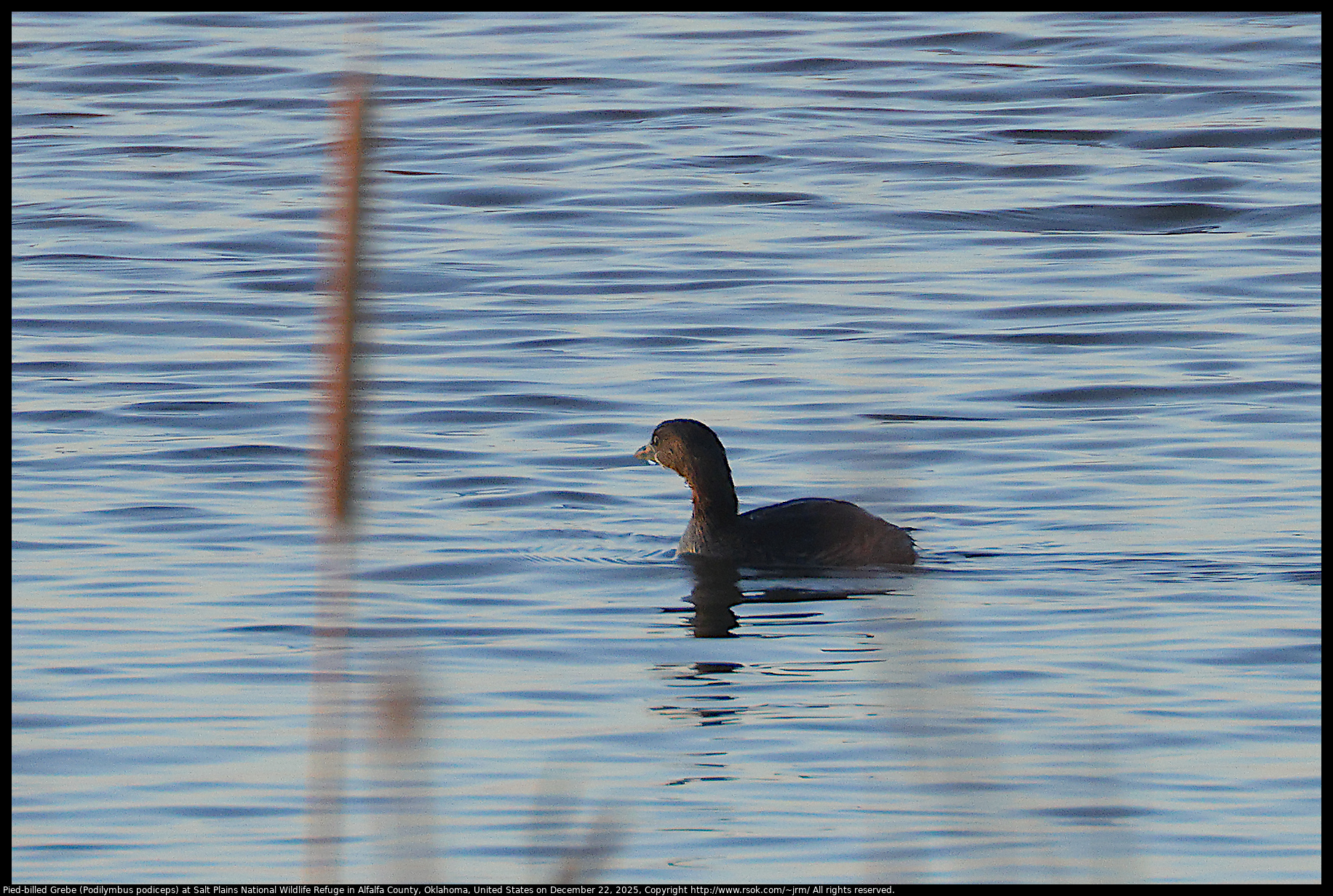 Pied-billed Grebe (Podilymbus podiceps) at Salt Plains National Wildlife Refuge in Alfalfa County, Oklahoma, United States on December 22, 2025