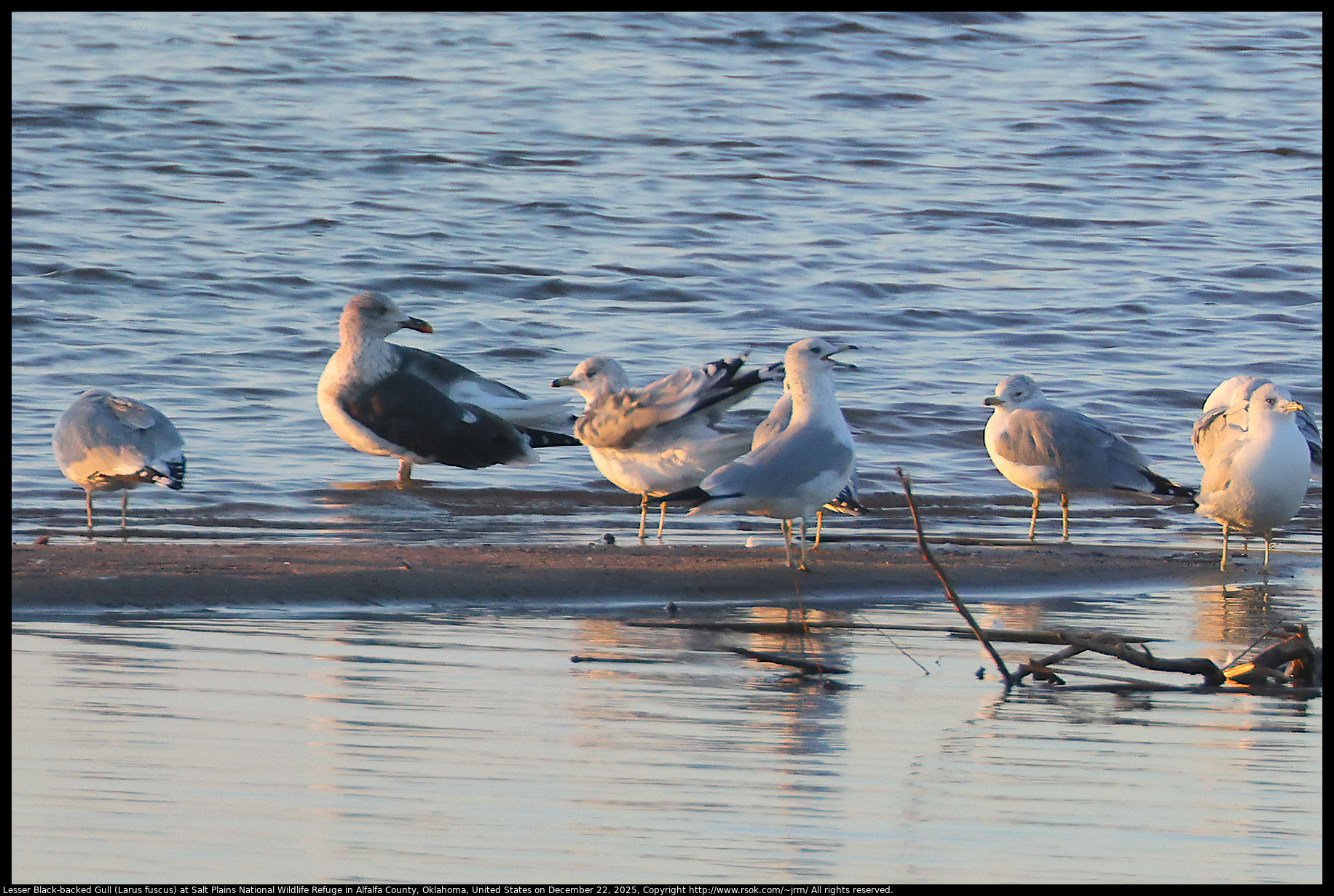 Lesser Black-backed Gull (Larus fuscus) at Salt Plains National Wildlife Refuge in Alfalfa County, Oklahoma, United States on December 22, 2025