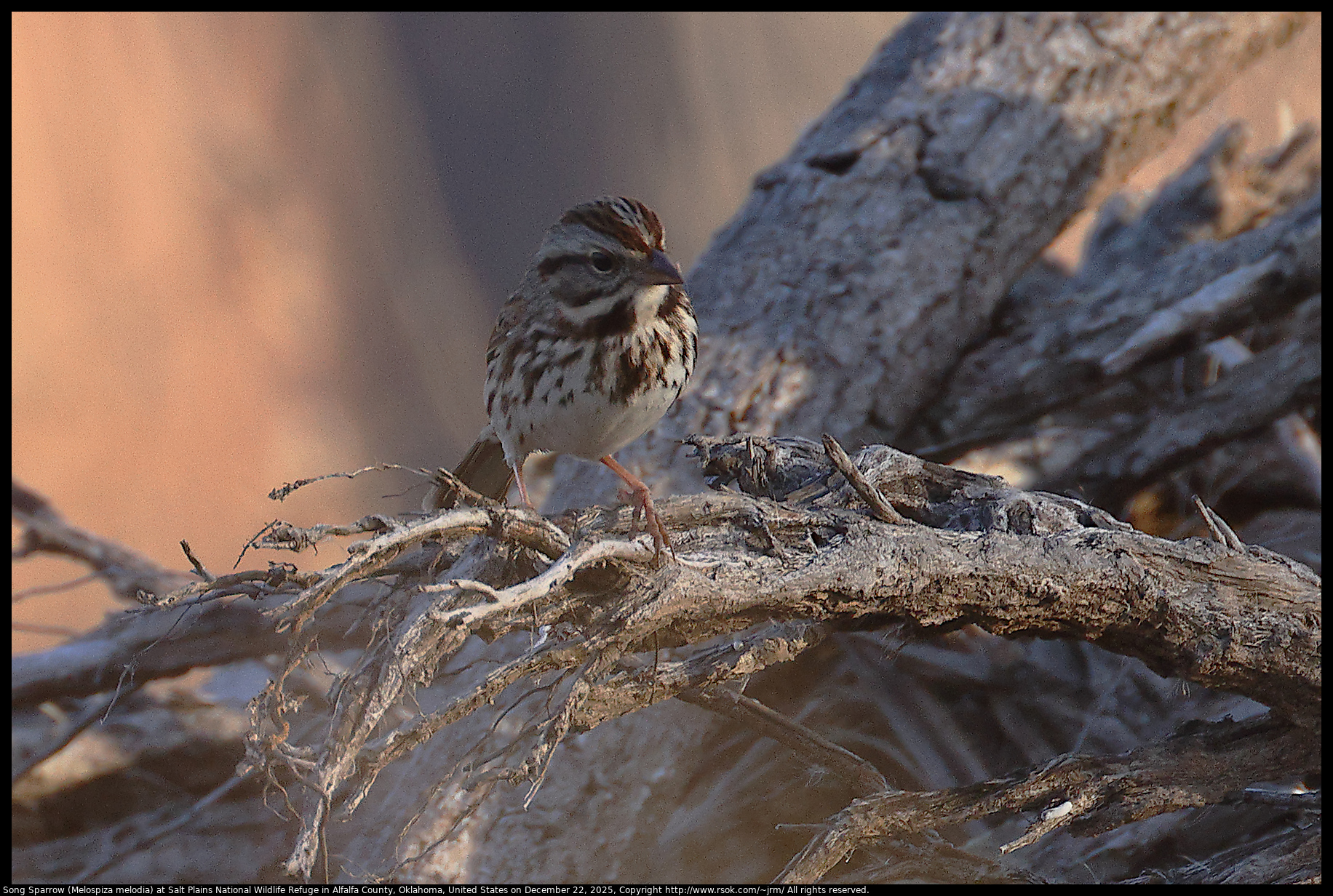 Song Sparrow (Melospiza melodia) at Salt Plains National Wildlife Refuge in Alfalfa County, Oklahoma, United States on December 22, 2025