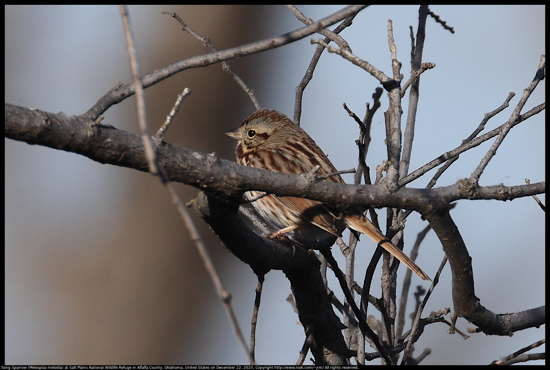 Song Sparrow (Melospiza melodia) at Salt Plains National Wildlife Refuge in Alfalfa County, Oklahoma, United States on December 22, 2025