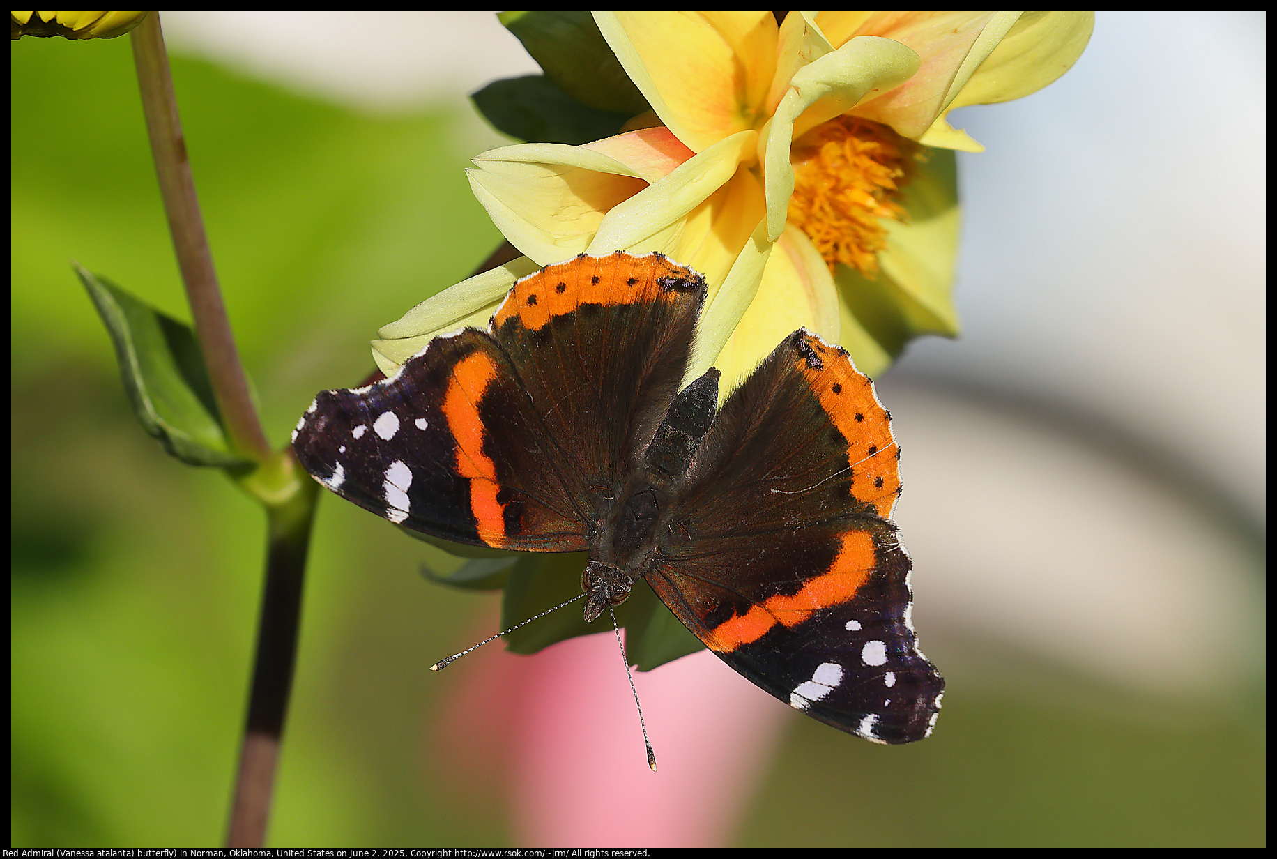 Red Admiral (Vanessa atalanta) butterfly) in Norman, Oklahoma, United States on June 2, 2025