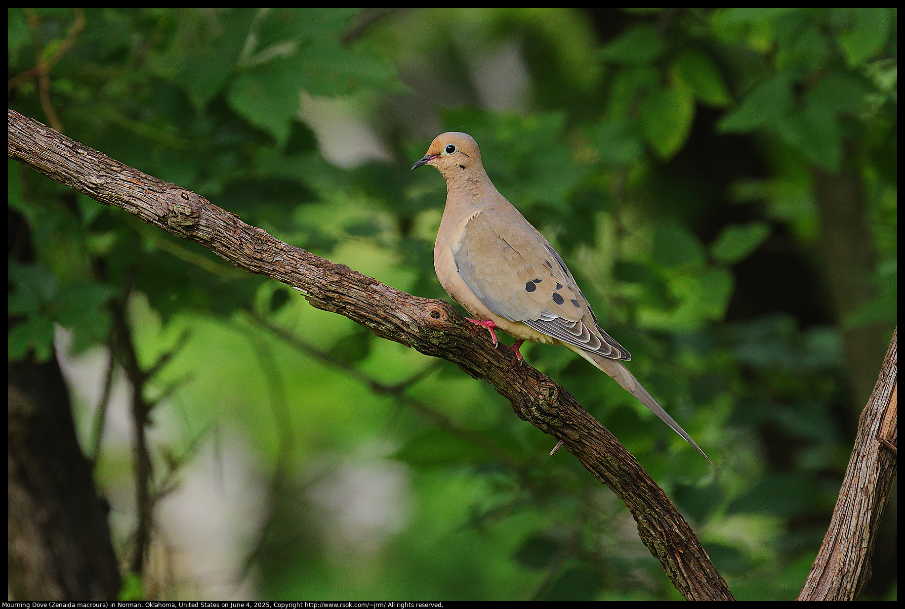 Mourning Dove (Zenaida macroura) in Norman, Oklahoma, United States on June 4, 2025