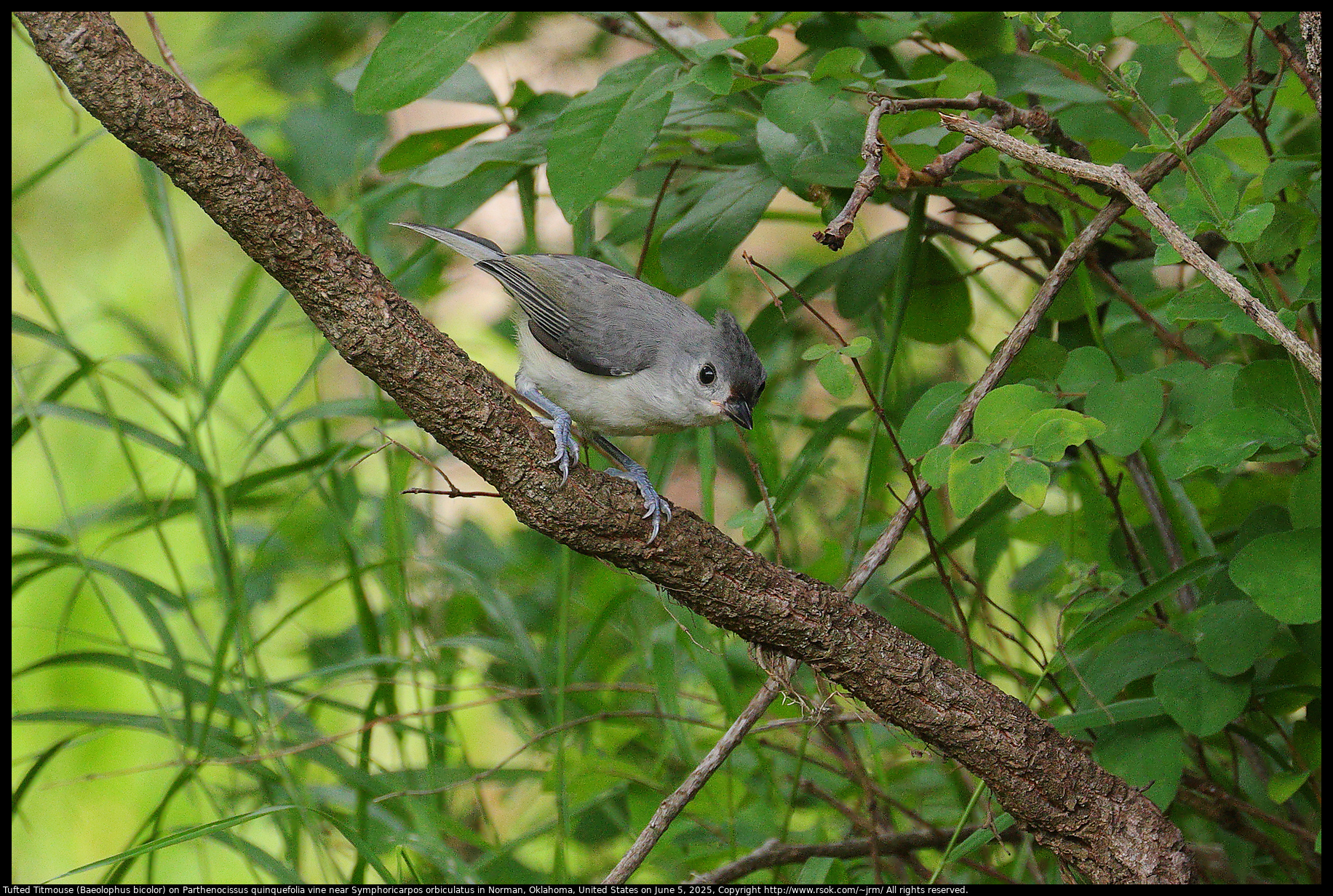 Tufted Titmouse (Baeolophus bicolor) on Parthenocissus quinquefolia vine near Symphoricarpos orbiculatus in Norman, Oklahoma, United States on June 5, 2025