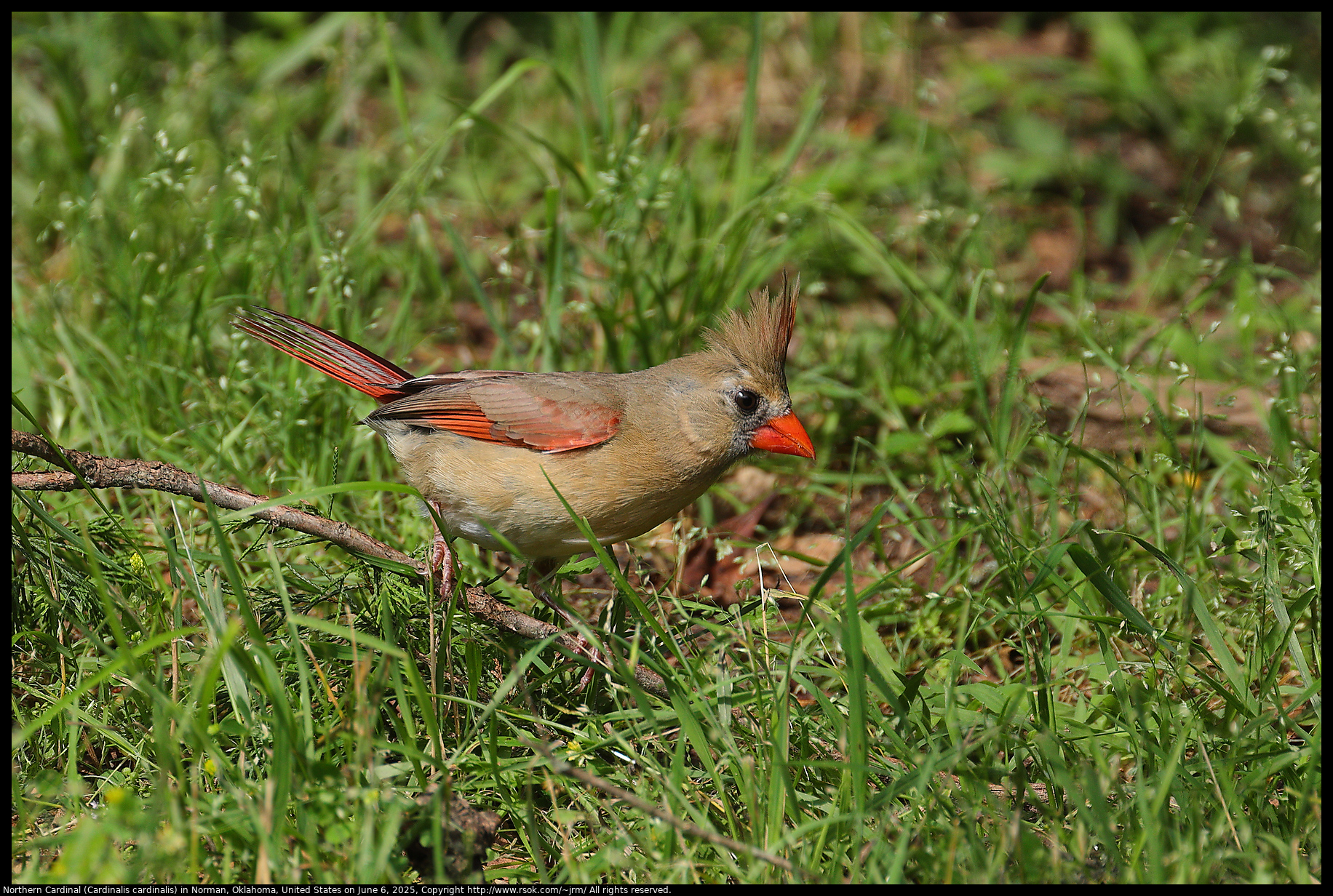 Northern Cardinal (Cardinalis cardinalis) in Norman, Oklahoma, United States on June 6, 2025