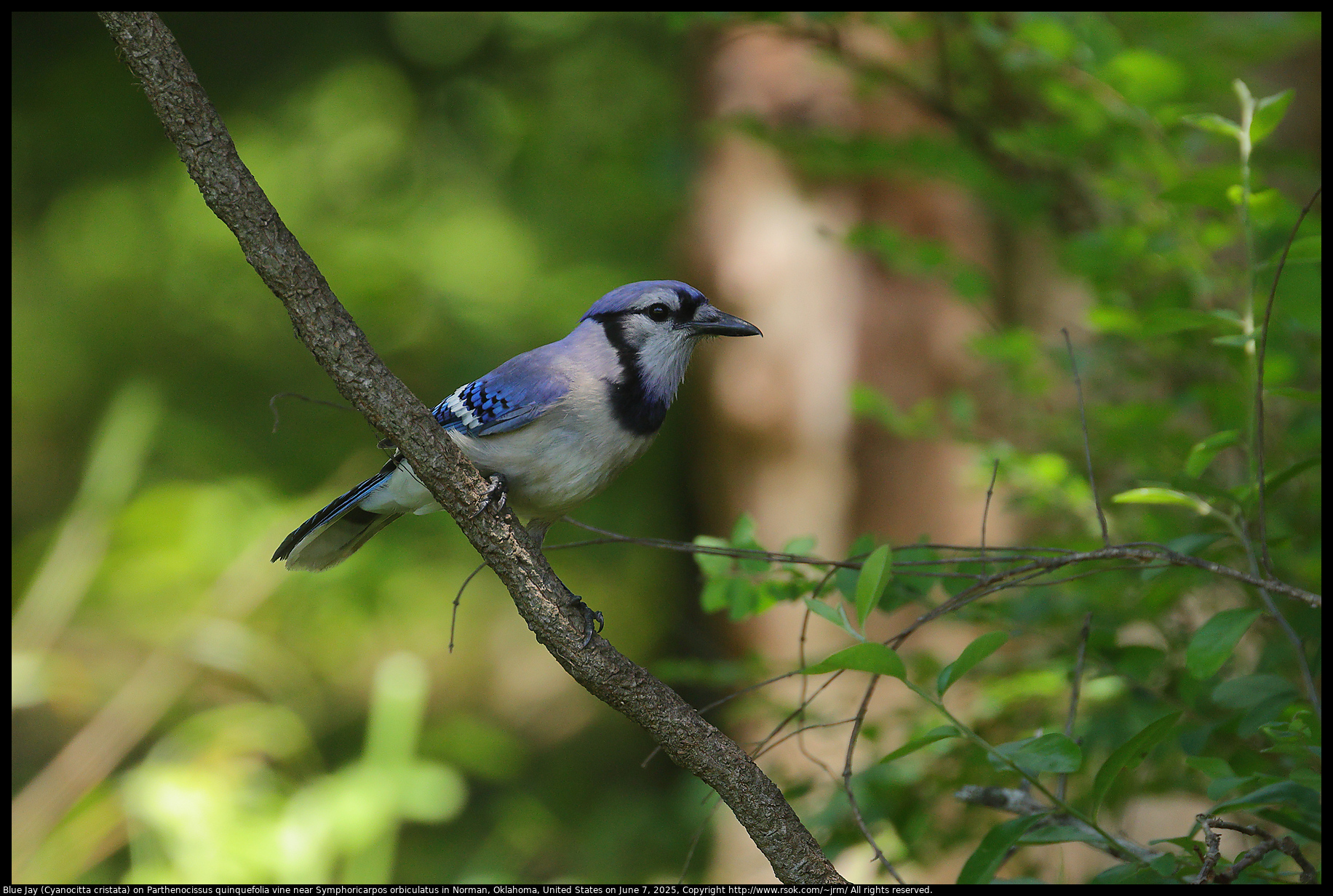Blue Jay (Cyanocitta cristata) on Parthenocissus quinquefolia vine near Symphoricarpos orbiculatus in Norman, Oklahoma, United States on June 7, 2025