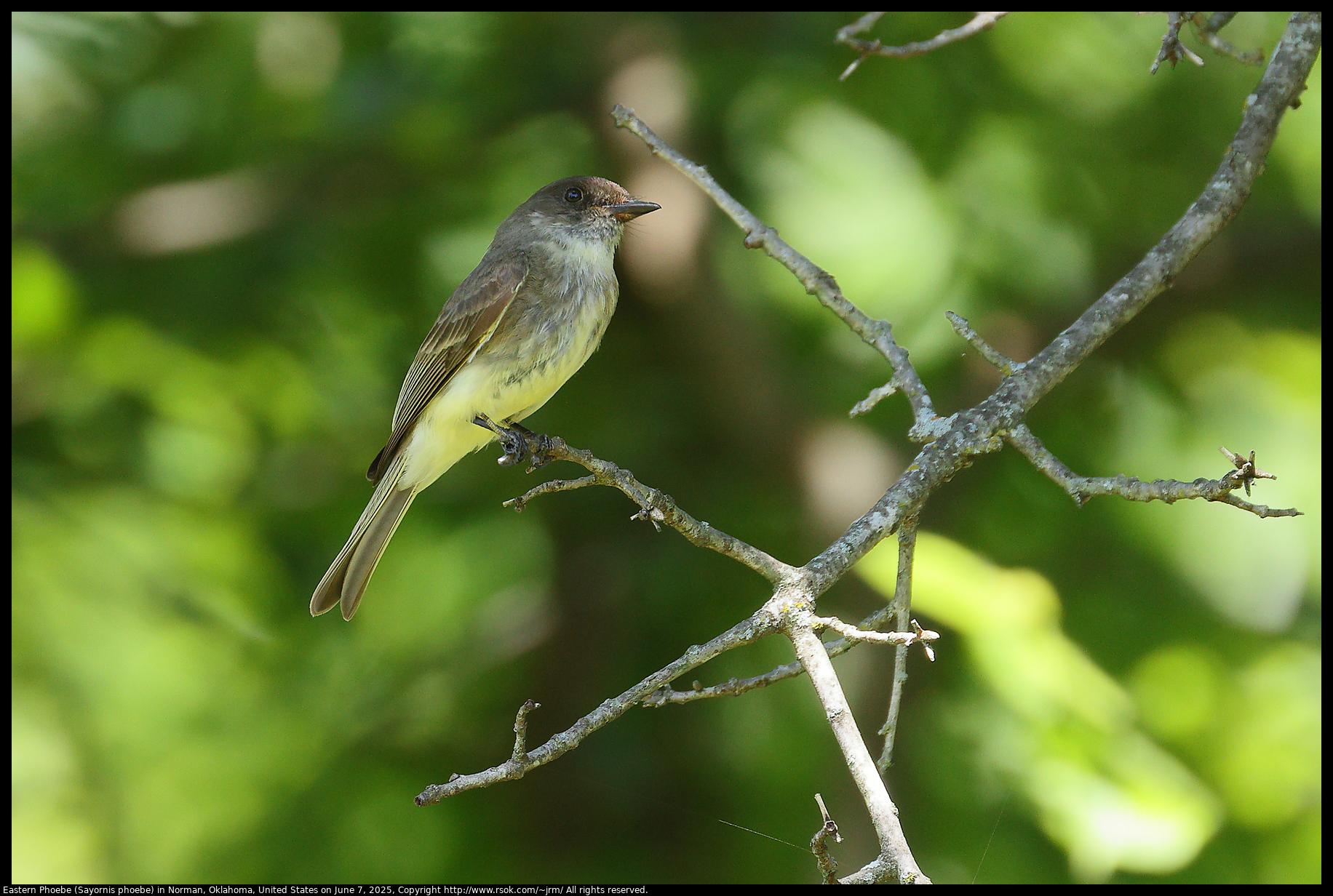 Eastern Phoebe (Sayornis phoebe) in Norman, Oklahoma, United States on June 7, 2025