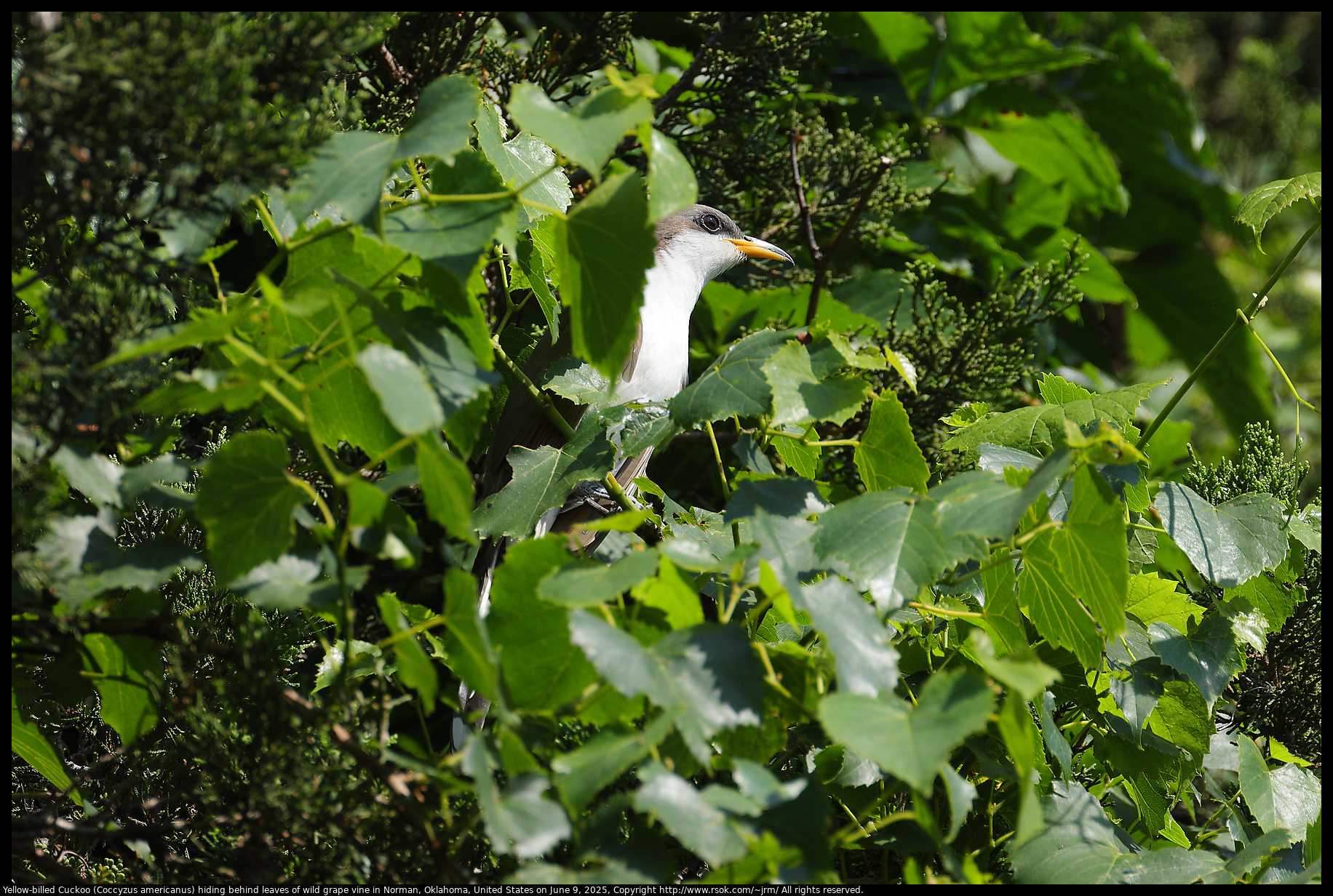 Yellow-billed Cuckoo (Coccyzus americanus) hiding behind leaves of wild grape vine in Norman, Oklahoma, United States on June 9, 2025