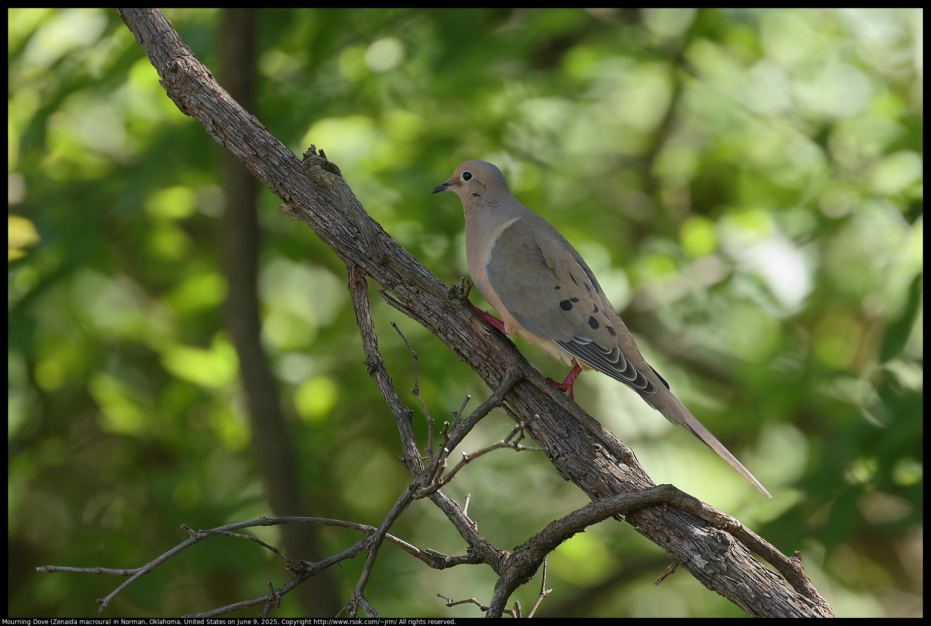 Mourning Dove (Zenaida macroura) in Norman, Oklahoma, United States on June 9, 2025
