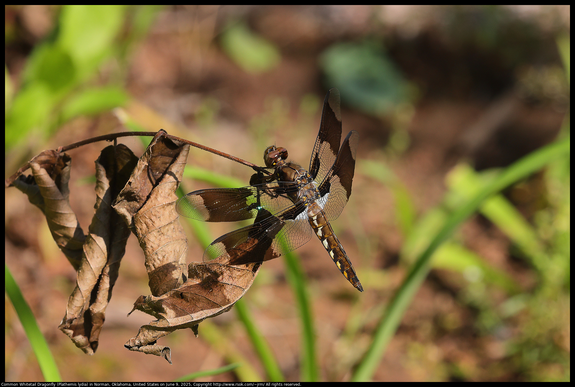 Common Whitetail Dragonfly (Plathemis lydia) in Norman, Oklahoma, United States on June 9, 2025