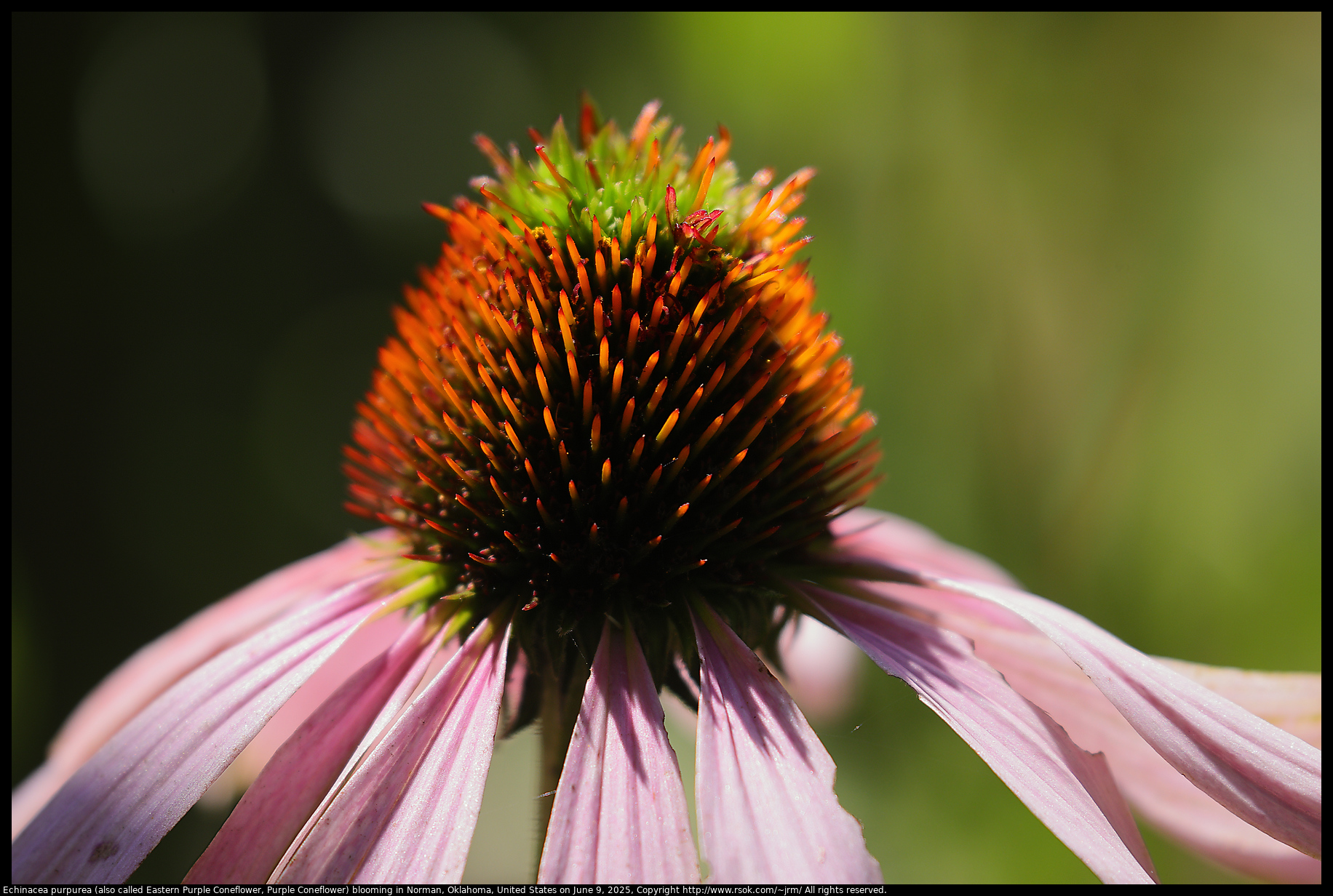 Echinacea purpurea (also called Eastern Purple Coneflower, Purple Coneflower) blooming in Norman, Oklahoma, United States on June 9, 2025