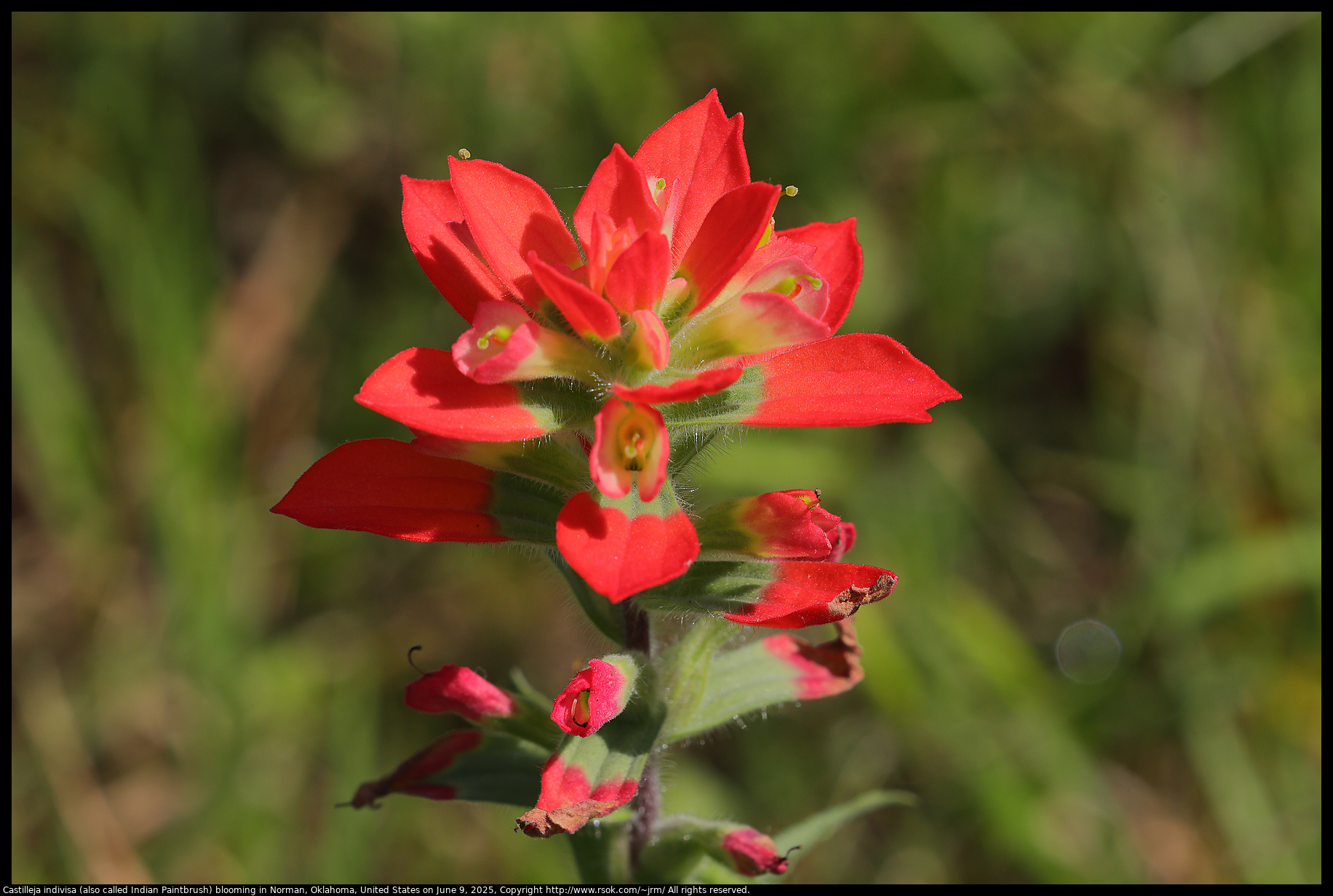 Castilleja indivisa (also called Indian Paintbrush) blooming in Norman, Oklahoma, United States on June 9, 2025