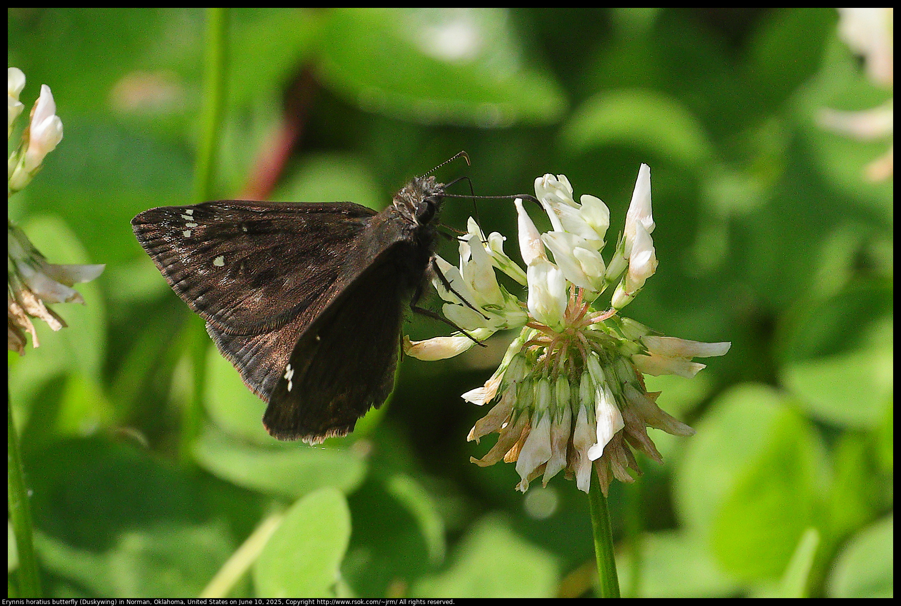 Erynnis horatius butterfly (Duskywing) in Norman, Oklahoma, United States on June 10, 2025