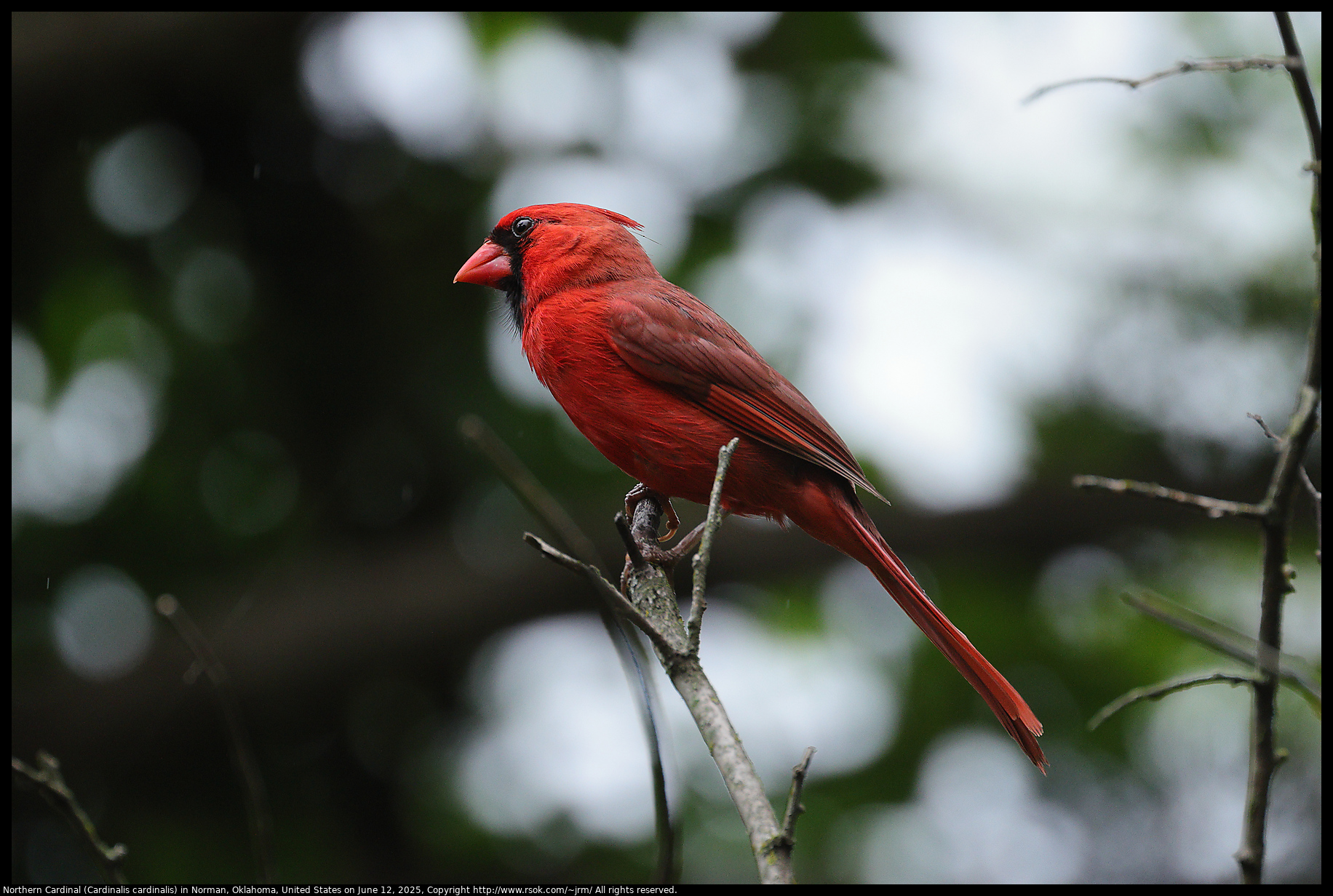 Northern Cardinal (Cardinalis cardinalis) in Norman, Oklahoma, United States on June 12, 2025