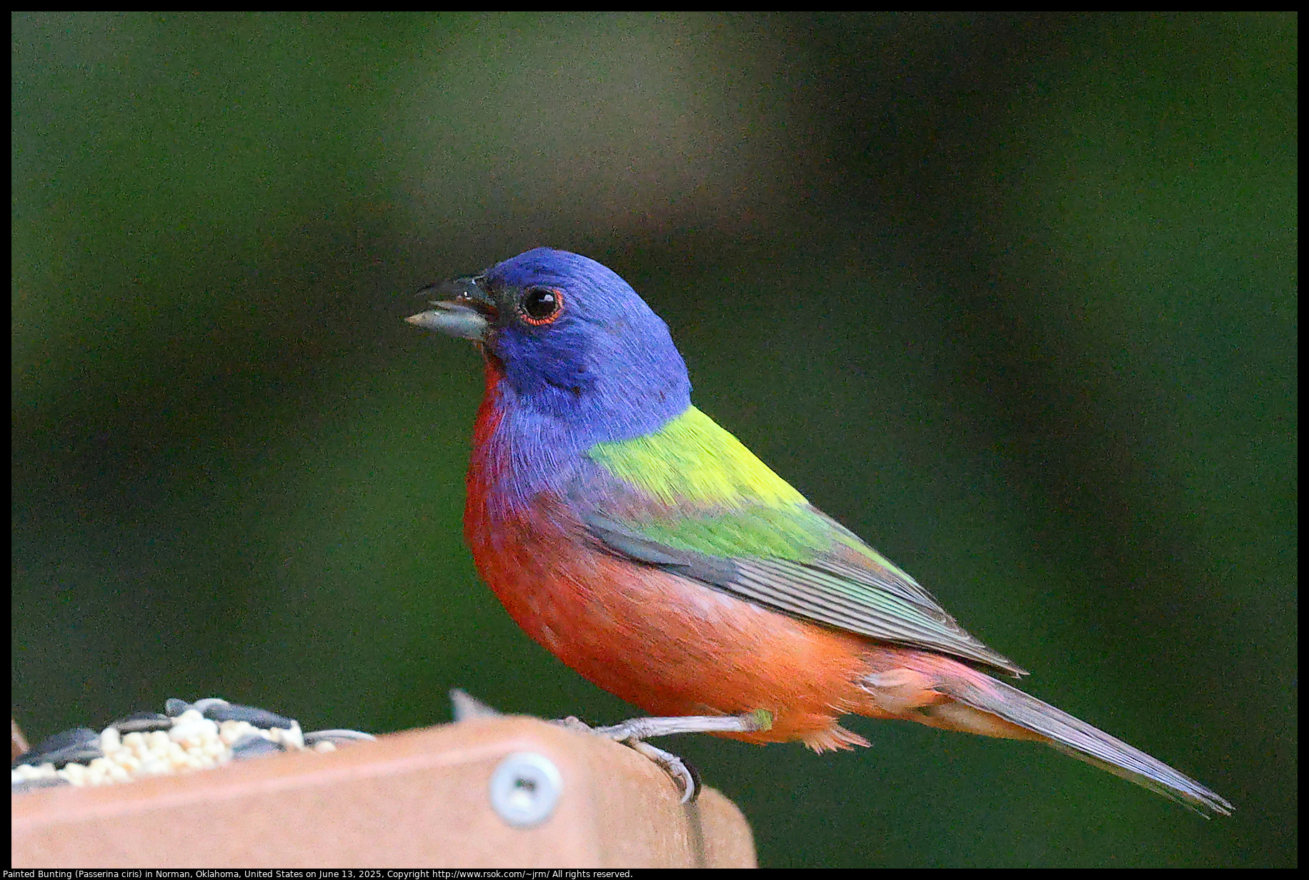 Painted Bunting (Passerina ciris) in Norman, Oklahoma, United States on June 13, 2025
