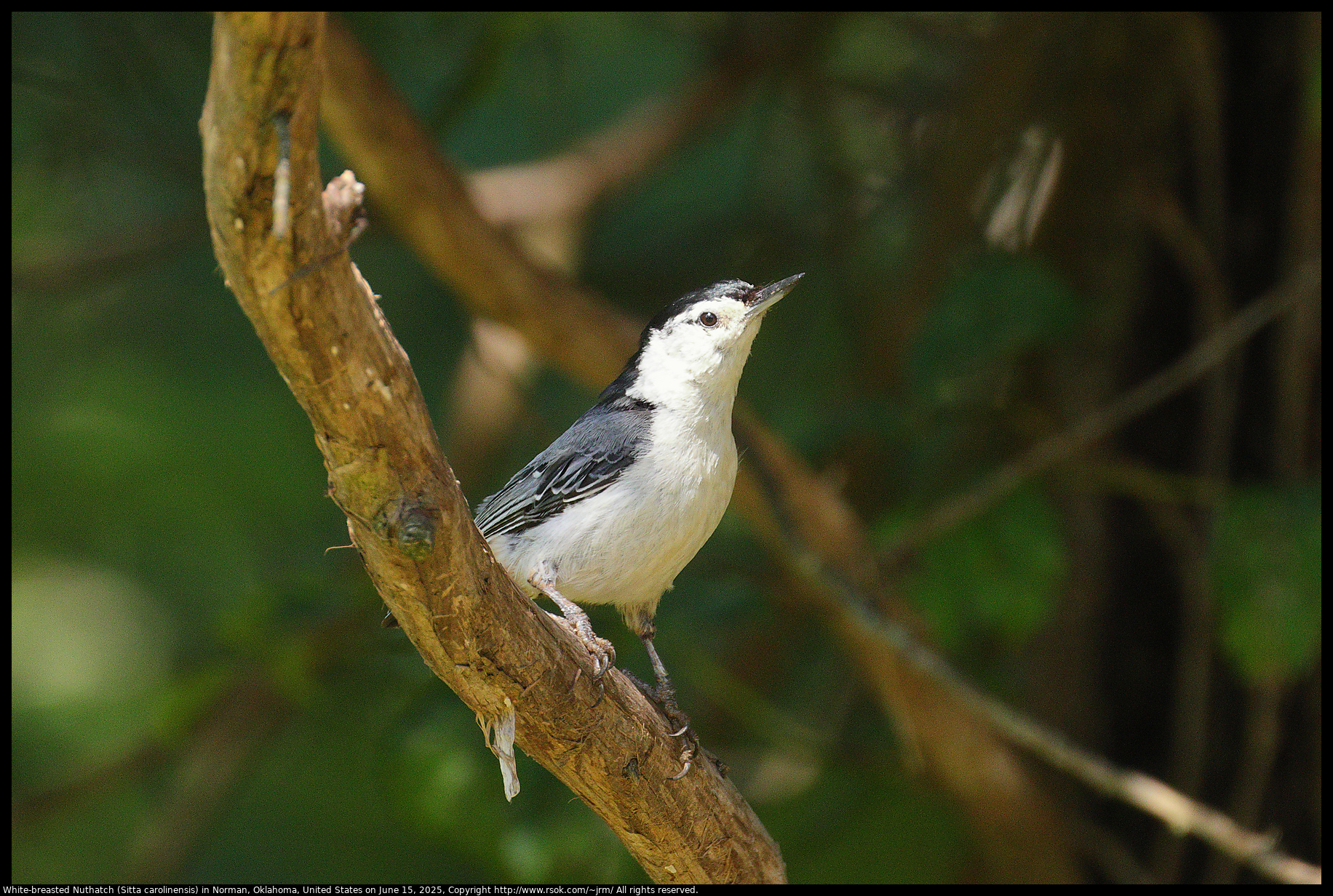 White-breasted Nuthatch (Sitta carolinensis) in Norman, Oklahoma, United States on June 15, 2025