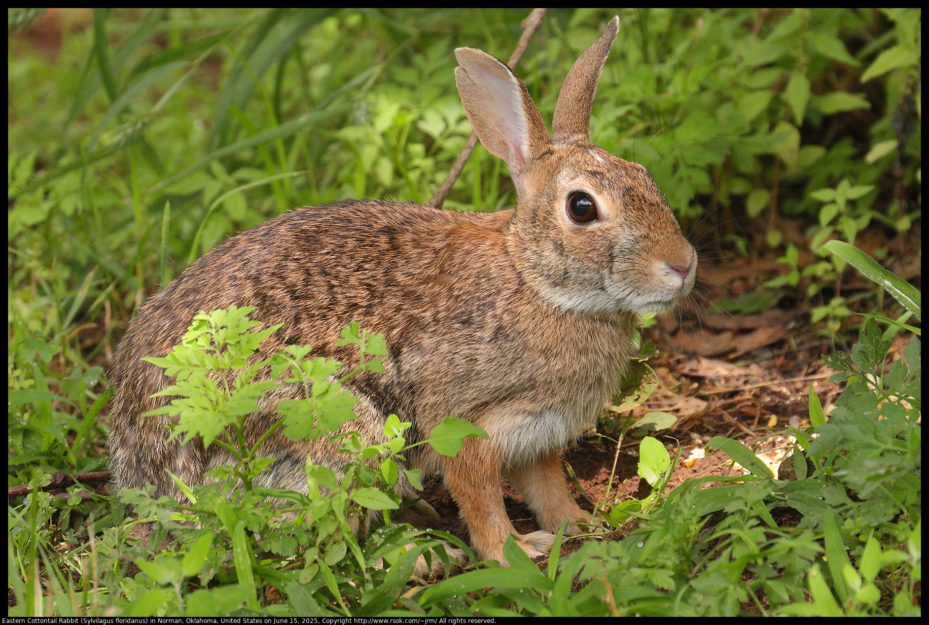Eastern Cottontail Rabbit (Sylvilagus floridanus) in Norman, Oklahoma, United States on June 15, 2025