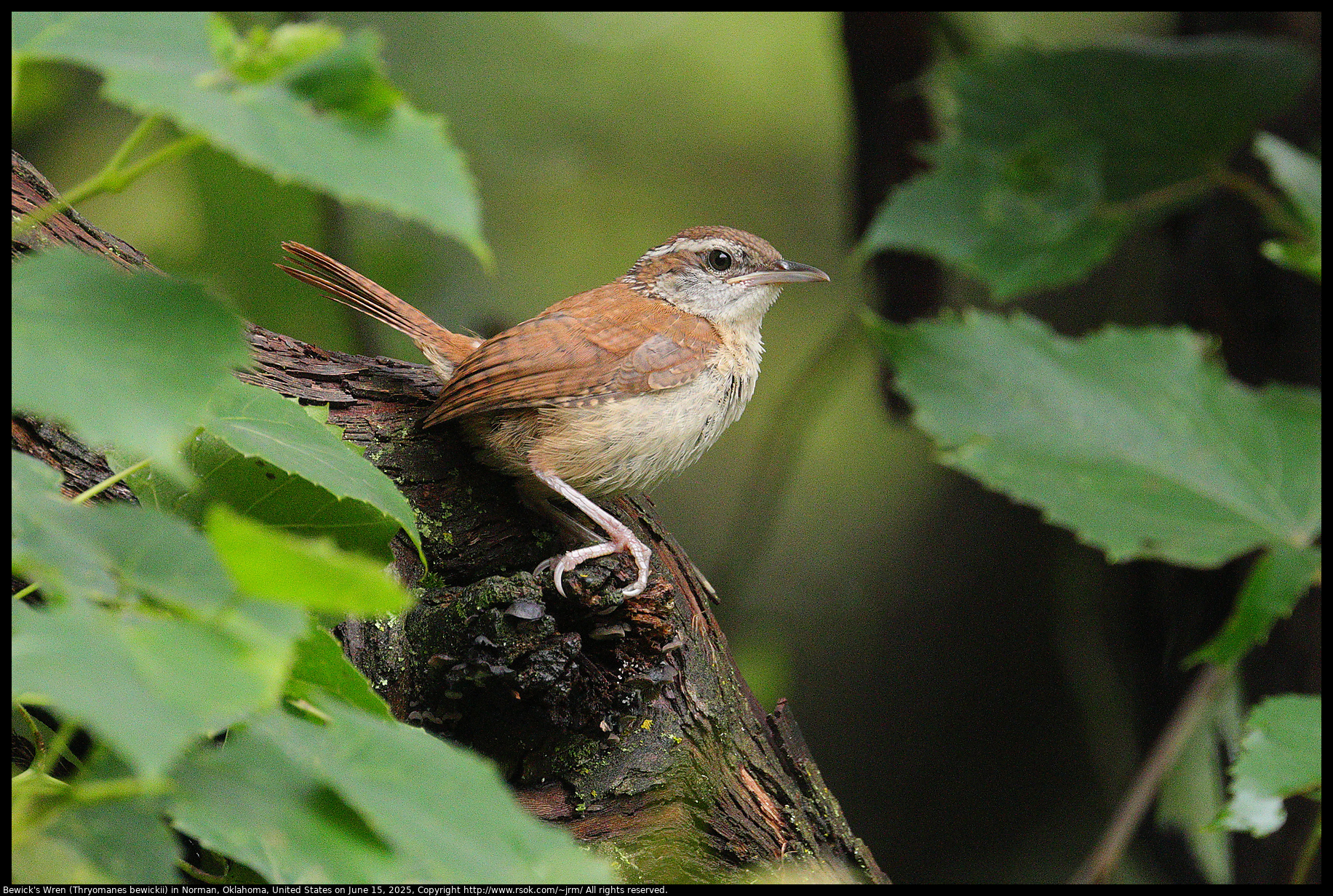 Bewick's Wren (Thryomanes bewickii) in Norman, Oklahoma, United States on June 15, 2025