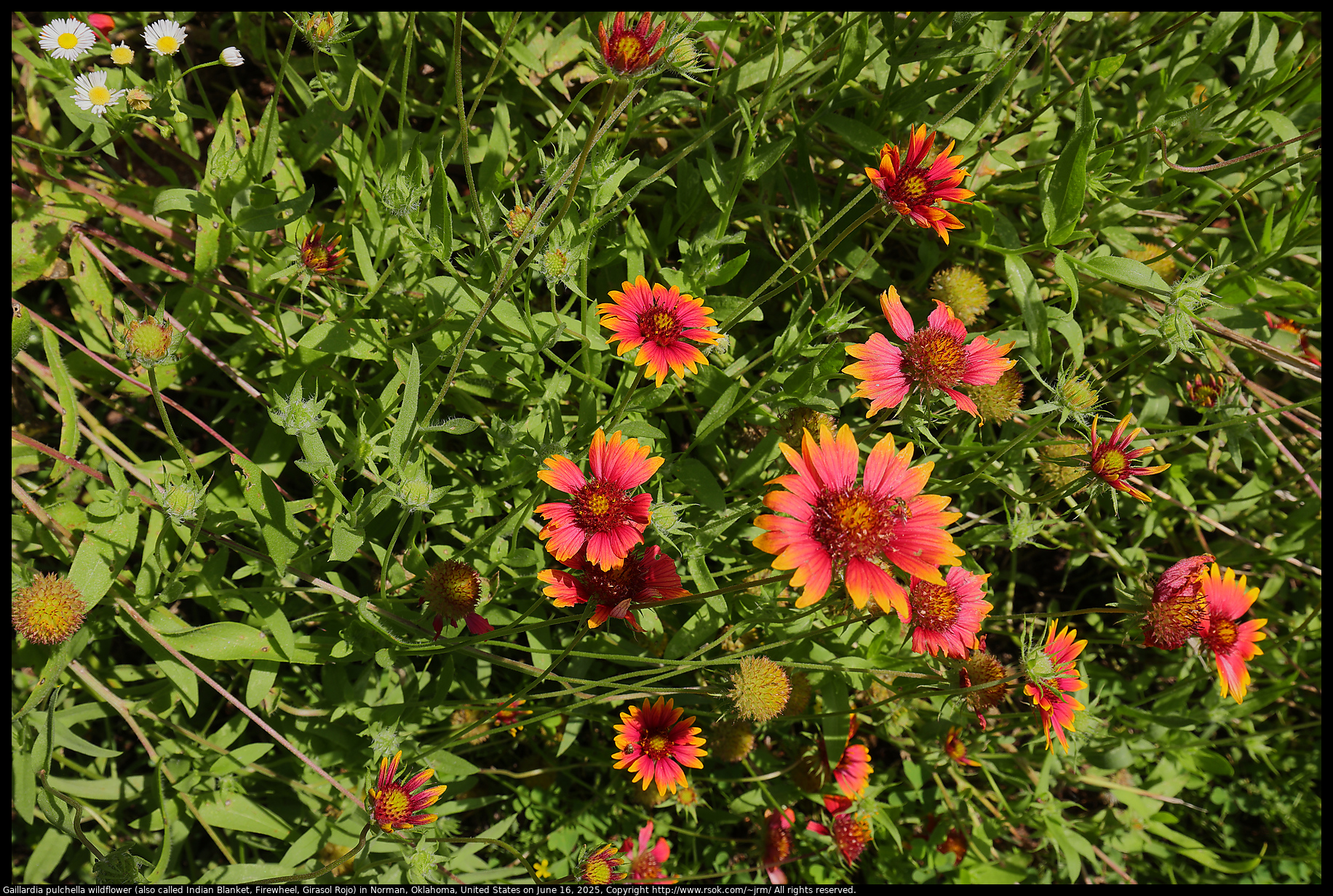 Gaillardia pulchella wildflower (also called Indian Blanket, Firewheel, Girasol Rojo) in Norman, Oklahoma, United States on June 16, 2025
