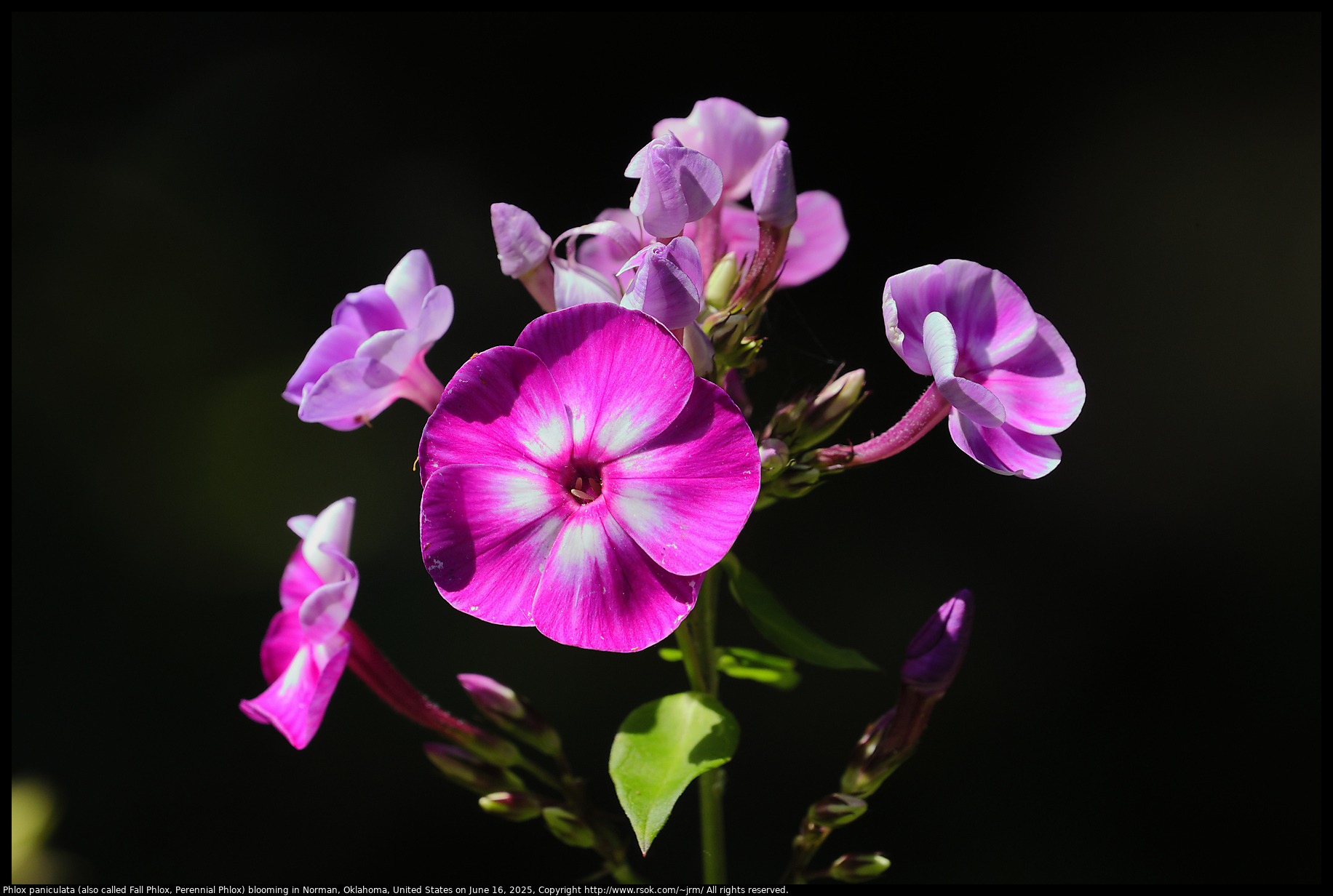 Phlox paniculata (also called Fall Phlox, Perennial Phlox) blooming in Norman, Oklahoma, United States on June 16, 2025