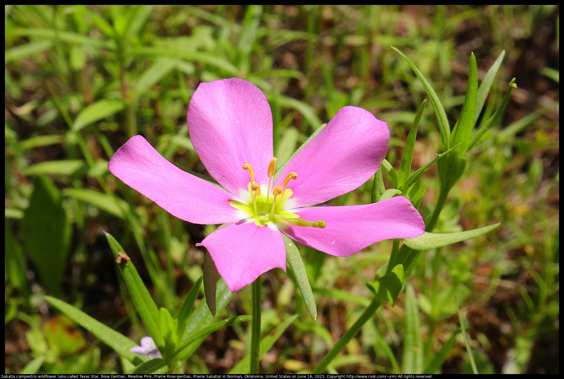 Sabatia campestris (also called Texas Star, Rose Gentian, Meadow Pink, Prairie Rose-gentian, Prairie Sabatia) blooming in Norman, Oklahoma, United States on June 16, 2025