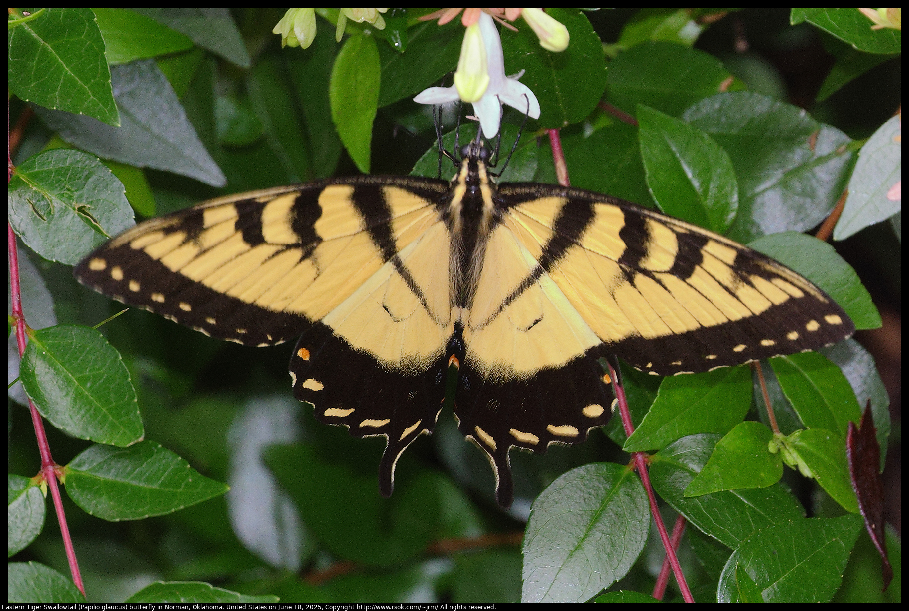 Eastern Tiger Swallowtail (Papilio glaucus) butterfly in Norman, Oklahoma, United States on June 18, 2025