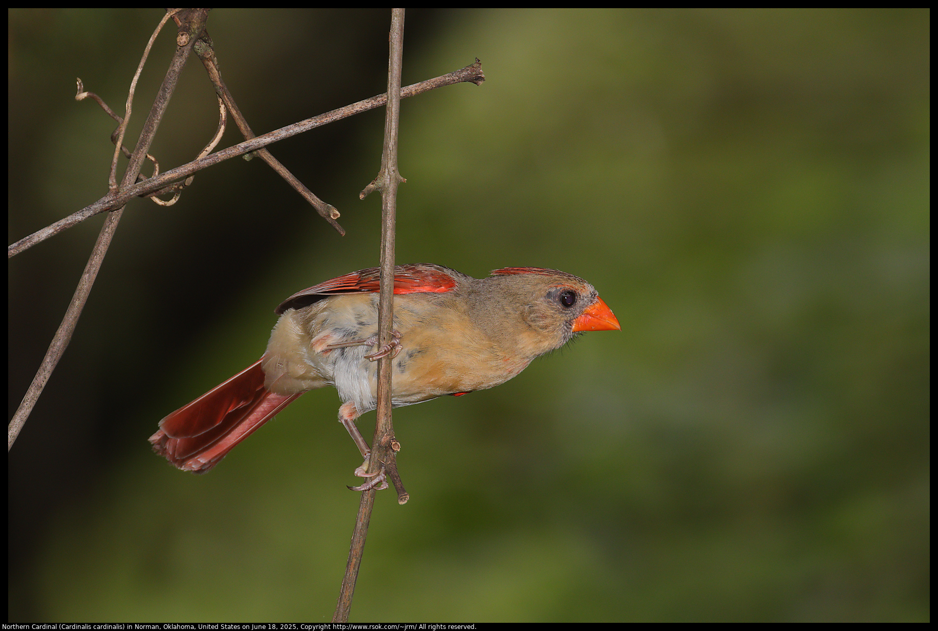 Northern Cardinal (Cardinalis cardinalis) in Norman, Oklahoma, United States on June 18, 2025