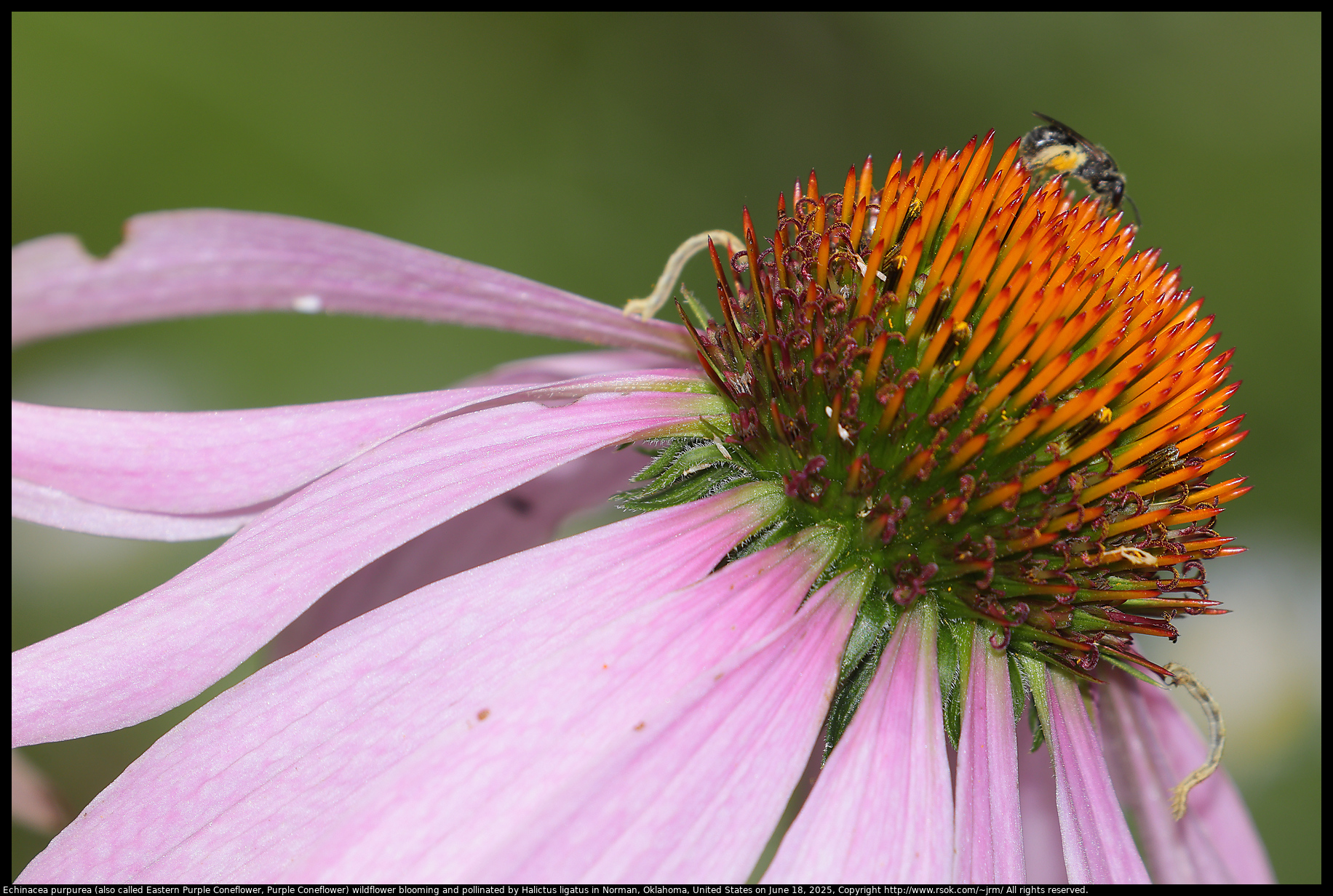 Echinacea purpurea (also called Eastern Purple Coneflower, Purple Coneflower) blooming in Norman, Oklahoma, United States on June 18, 2025