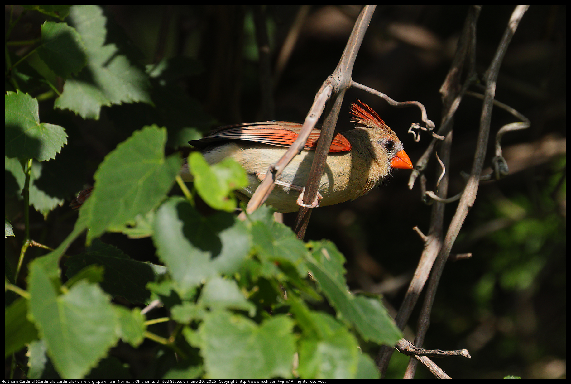 Northern Cardinal (Cardinalis cardinalis) on wild grape vine in Norman, Oklahoma, United States on June 20, 2025