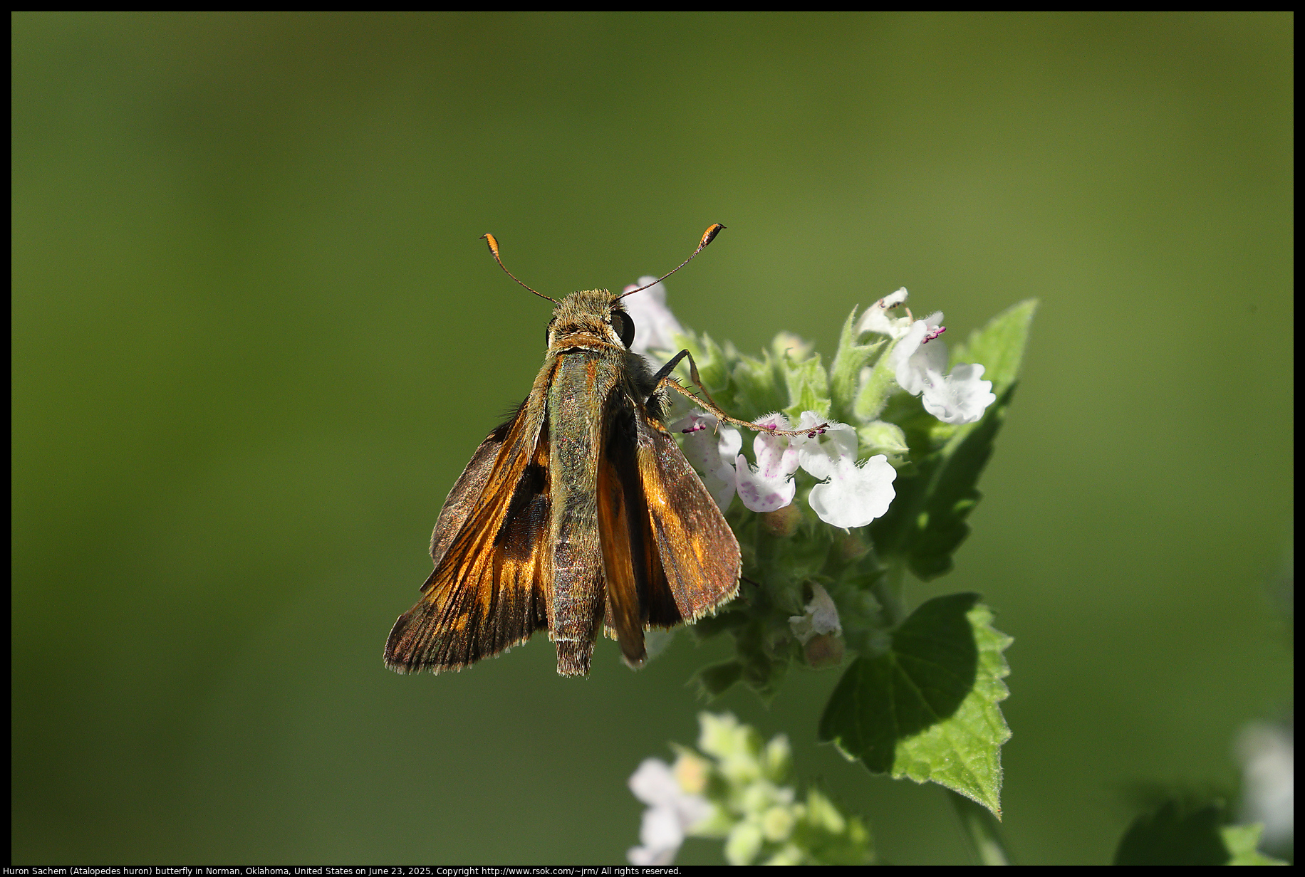 Huron Sachem (Atalopedes huron) butterfly in Norman, Oklahoma, United States on June 23, 2025