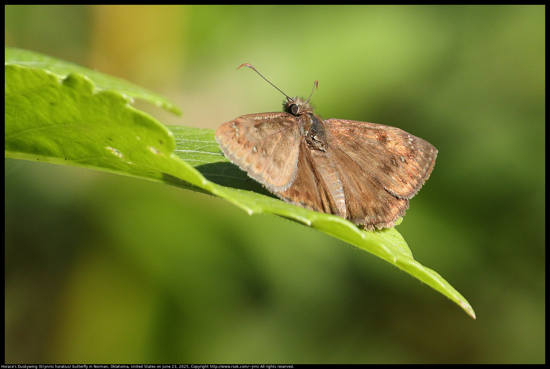 Horace's Duskywing (Erynnis horatius) in Norman, Oklahoma, United States on June 23, 2025