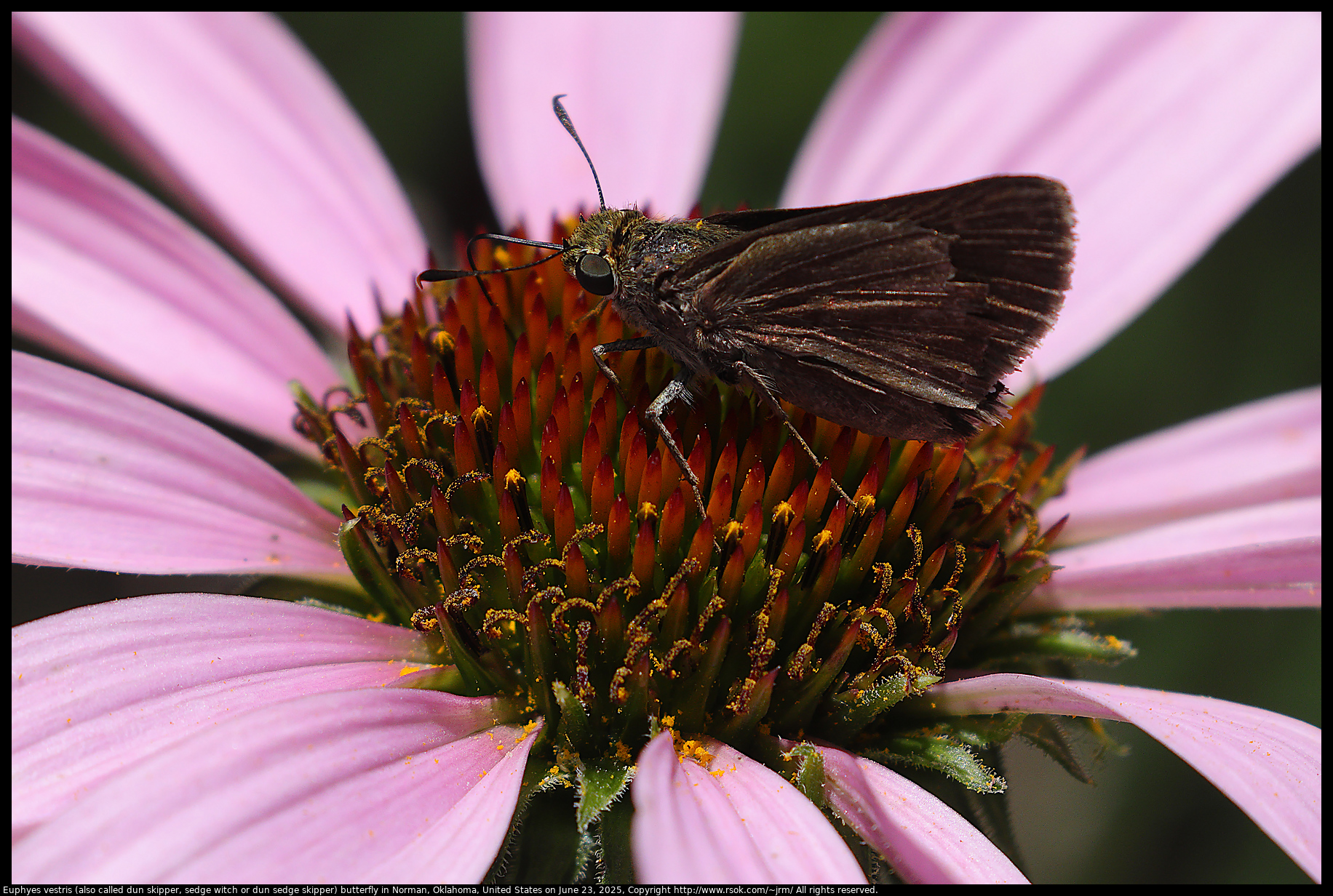 Euphyes vestris (also called dun skipper, sedge witch or dun sedge skipper) butterfly in Norman, Oklahoma, United States on June 23, 2025