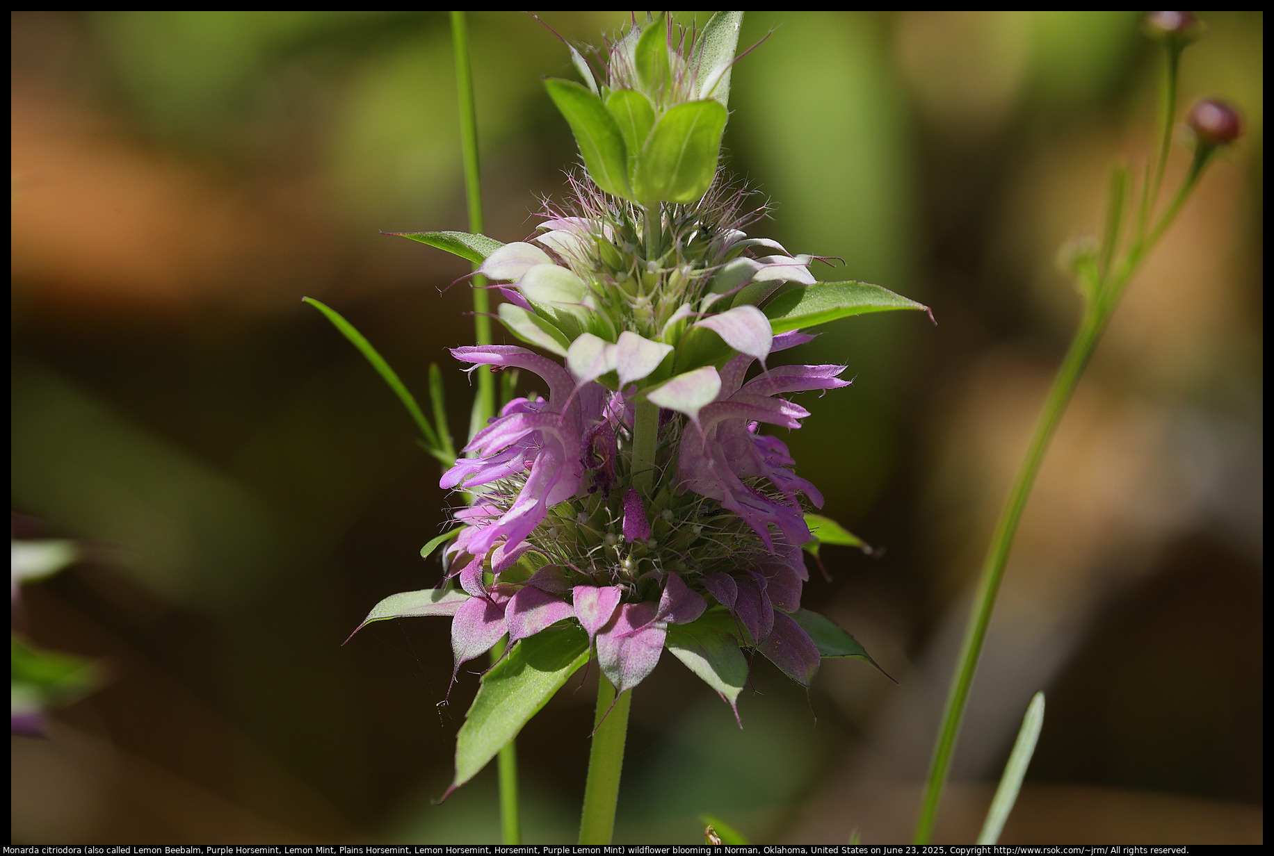 Monarda citriodora (also called Lemon Beebalm, Purple Horsemint, Lemon Mint, Plains Horsemint, Lemon Horsemint, Horsemint, Purple Lemon Mint) wildflower blooming in Norman, Oklahoma, United States on June 23, 2025