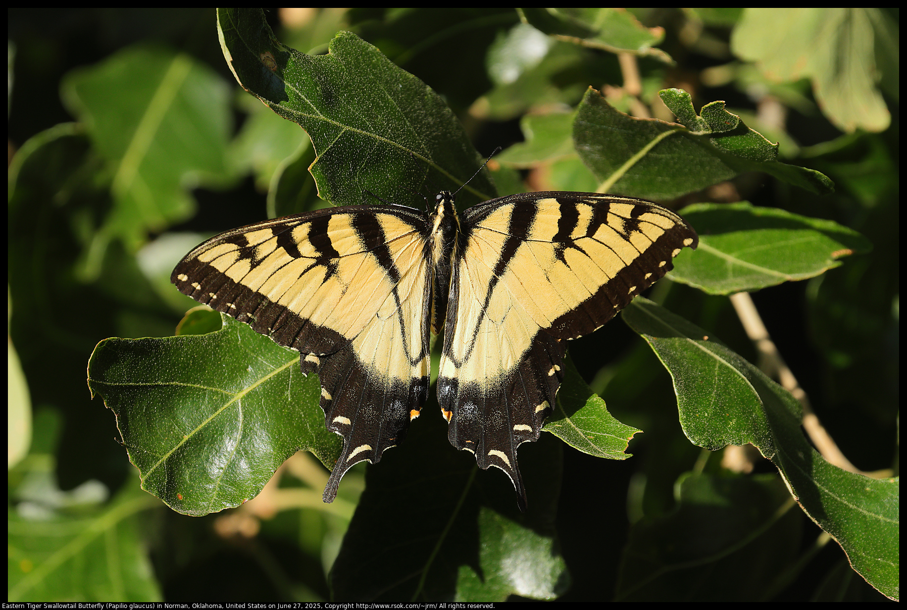 Eastern Tiger Swallowtail Butterfly (Papilio glaucus) in Norman, Oklahoma, United States on June 27, 2025