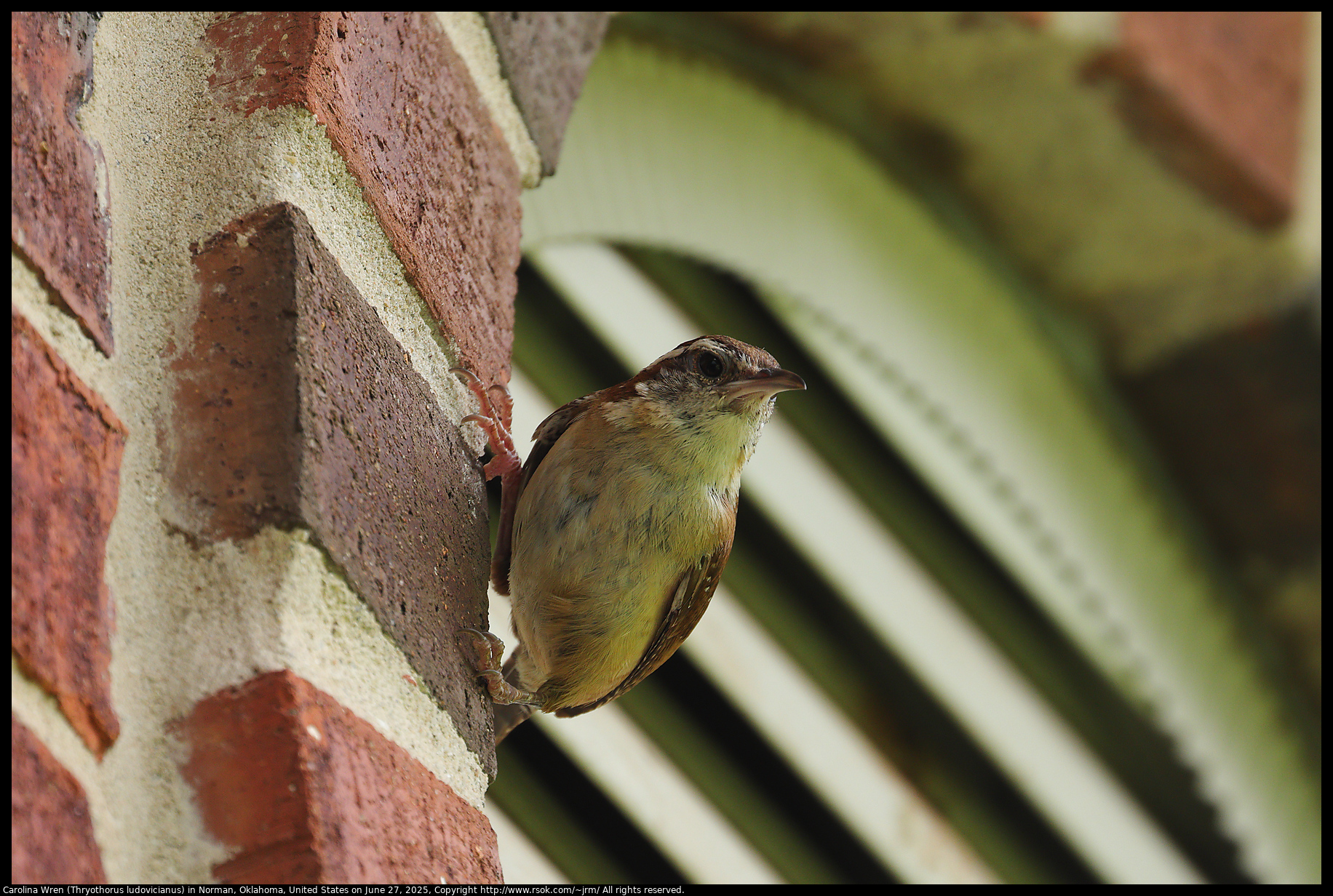 Carolina Wren (Thryothorus ludovicianus) in Norman, Oklahoma, United States on June 27, 2025