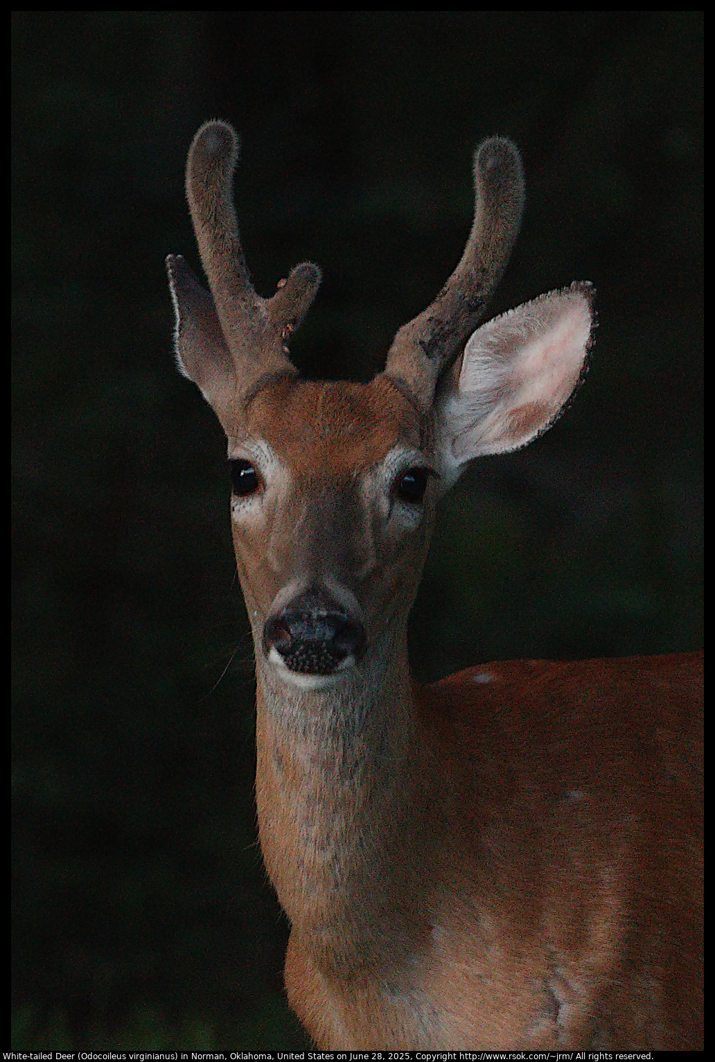 White-tailed Deer (Odocoileus virginianus) in Norman, Oklahoma, United States on June 28, 2025
