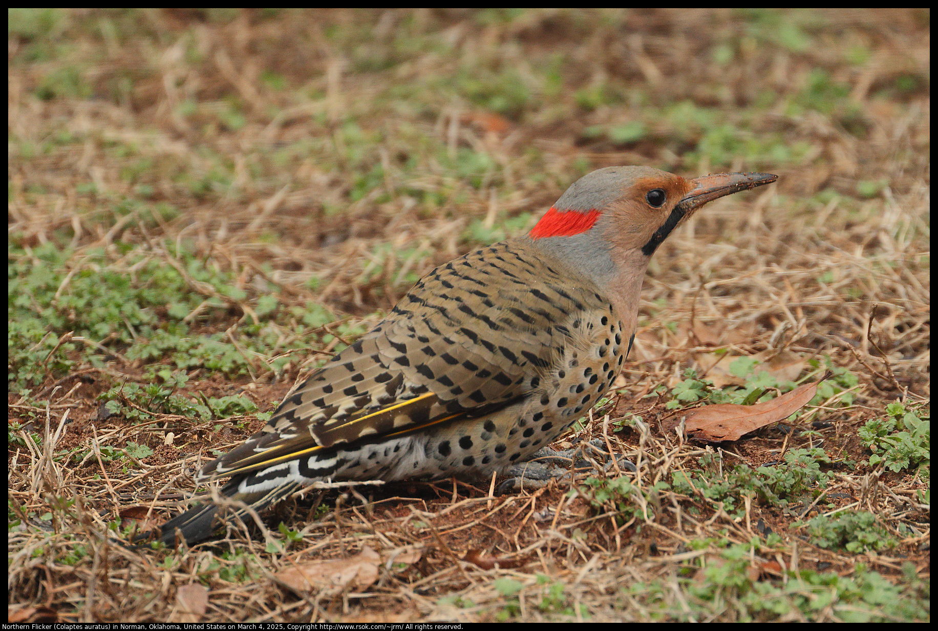 Northern Flicker (Colaptes auratus) in Norman, Oklahoma, United States on March 4, 2025