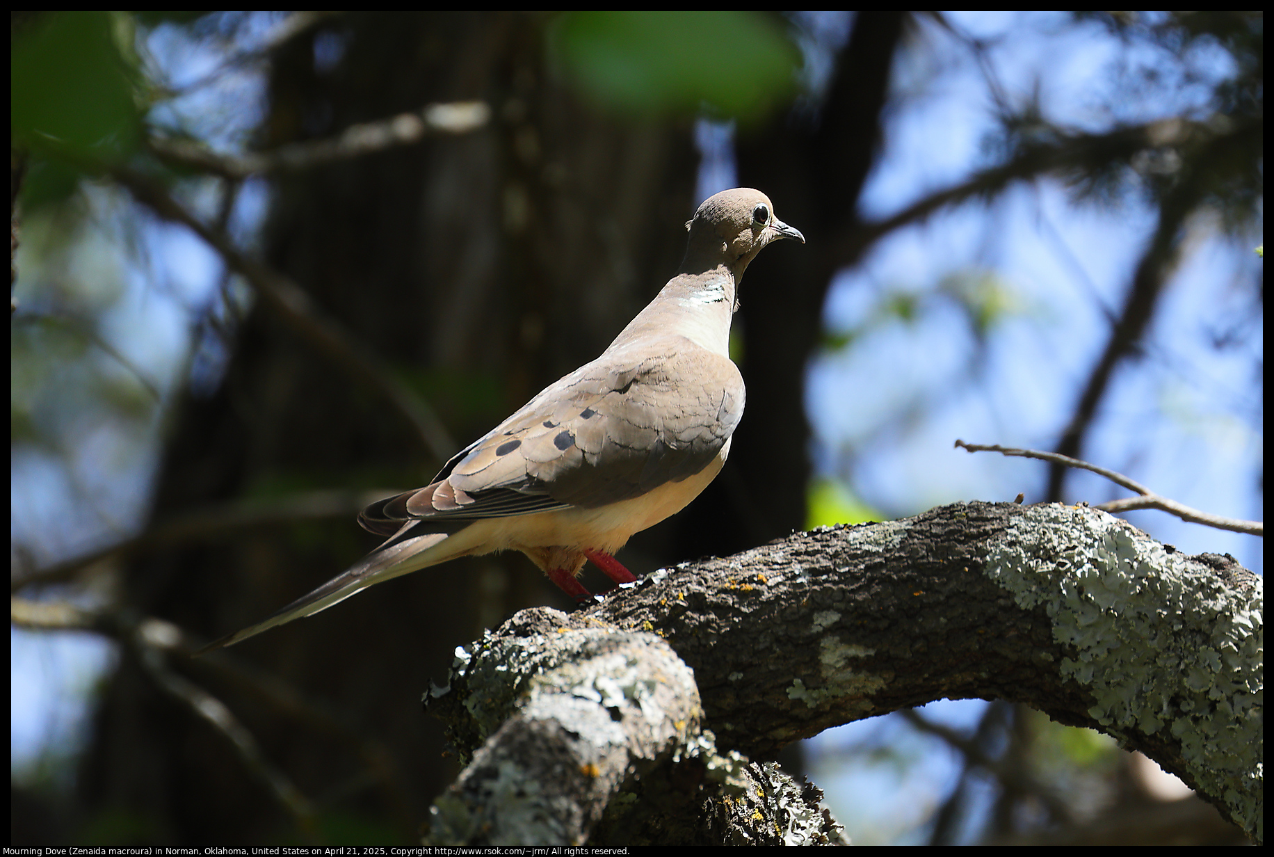 Mourning Dove (Zenaida macroura) in Norman, Oklahoma, United States on April 21, 2025
