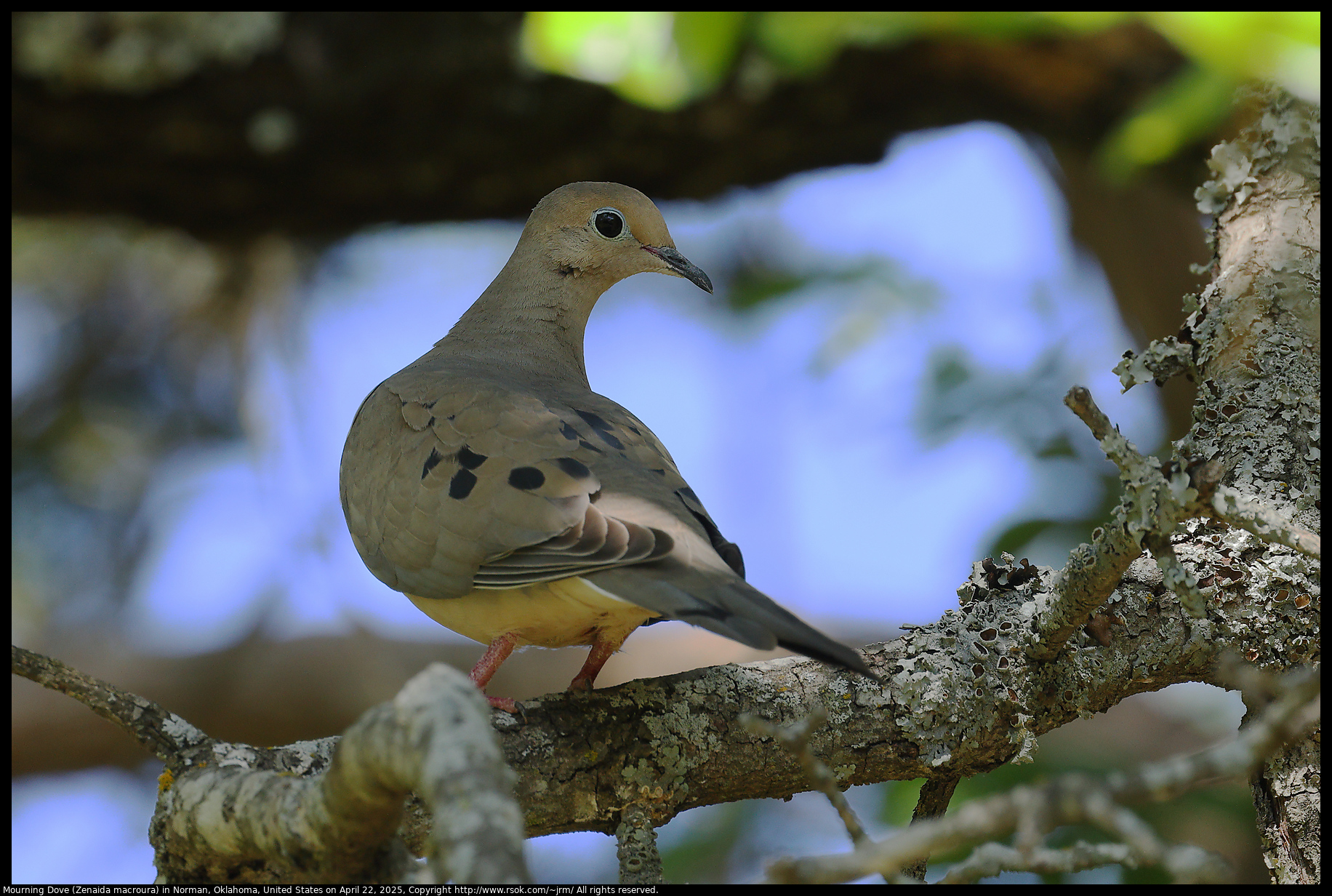 Mourning Dove (Zenaida macroura) in Norman, Oklahoma, United States on April 22, 2025