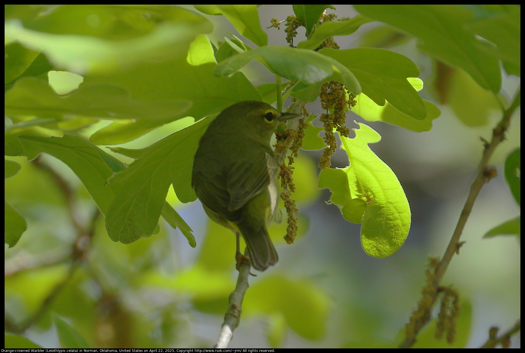 Orange-crowned Warbler (Leiothlypis celata) in Norman, Oklahoma, United States on April 22, 2025
