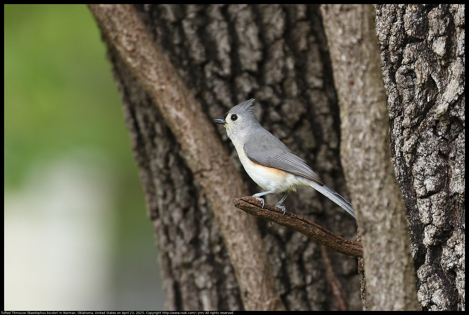 Tufted Titmouse (Baeolophus bicolor) in Norman, Oklahoma, United States on April 23, 2025