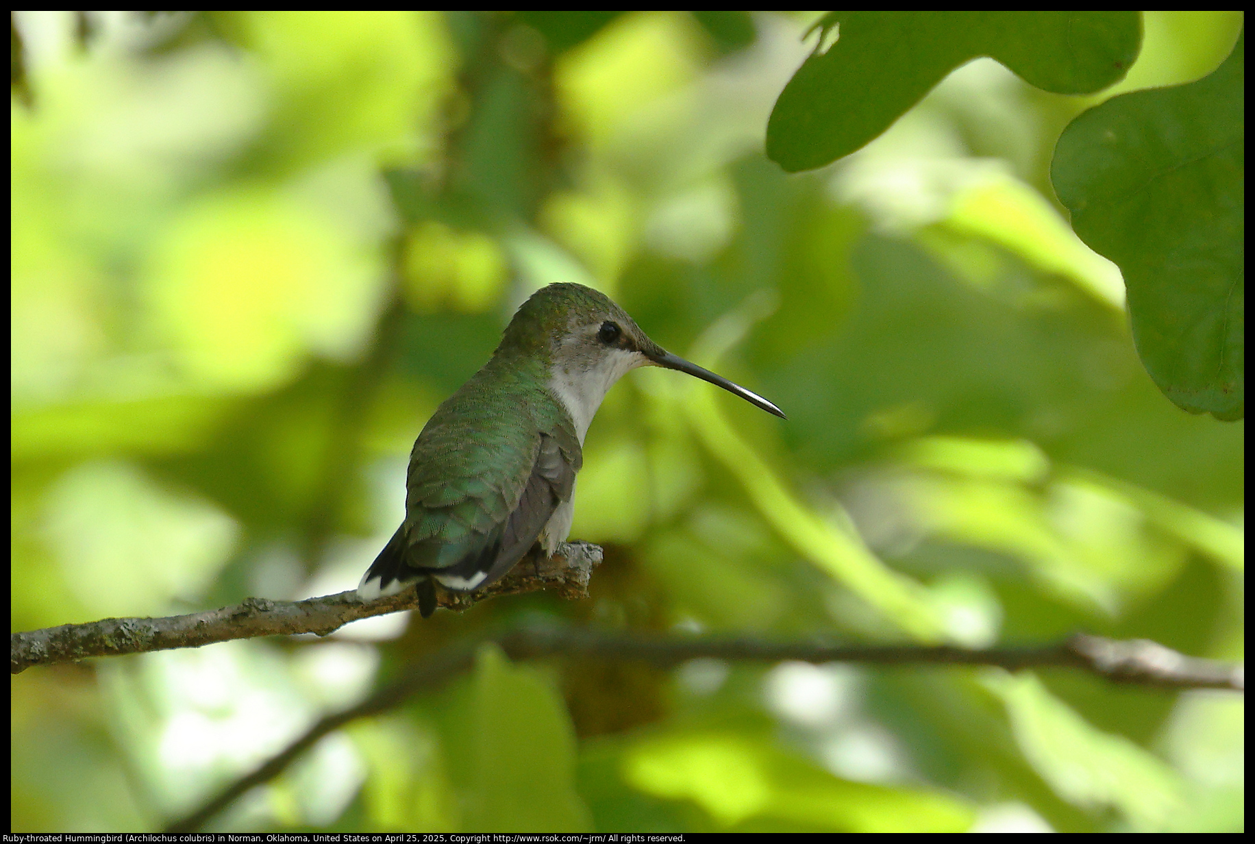 Ruby-throated Hummingbird (Archilochus colubris) in Norman, Oklahoma, United States on April 25, 2025