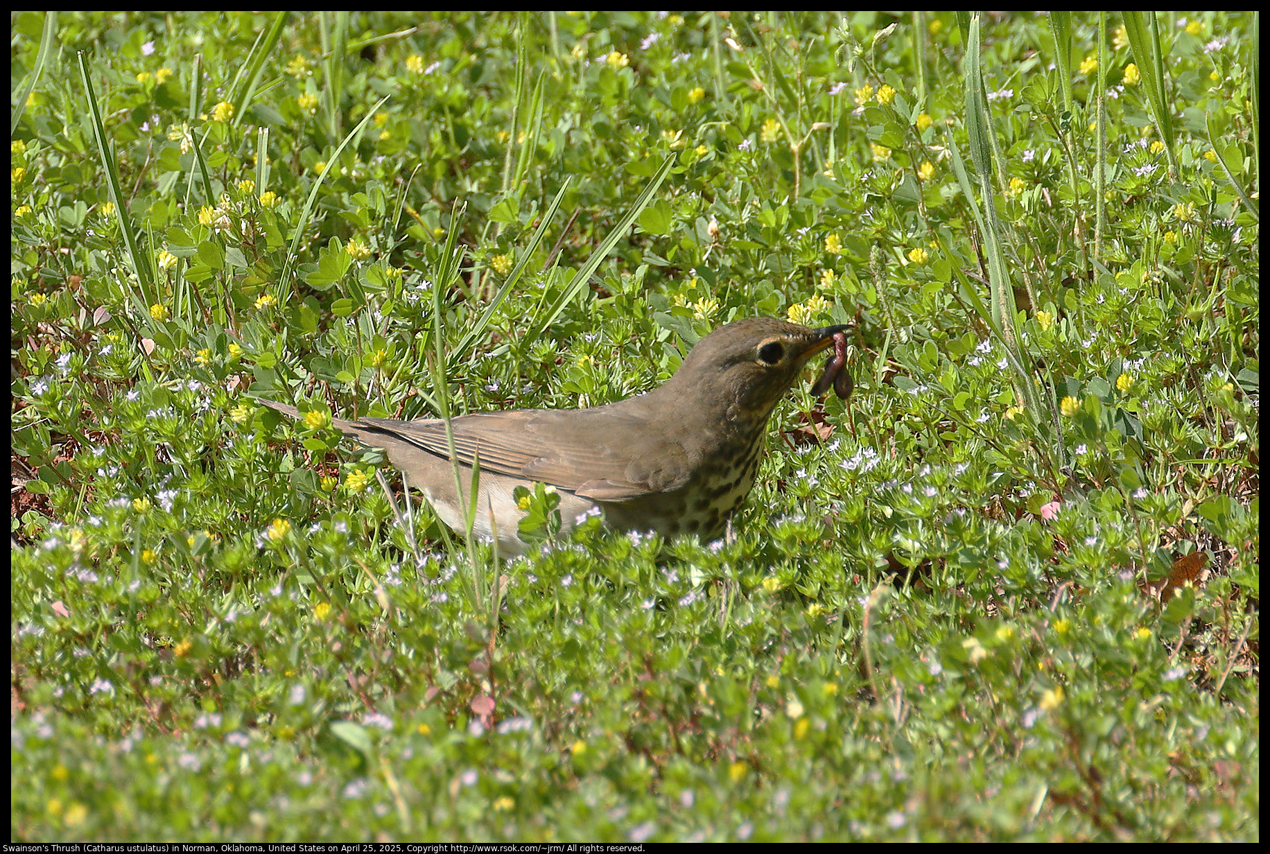 Swainson's Thrush (Catharus ustulatus) in Norman, Oklahoma, United States on April 25, 2025