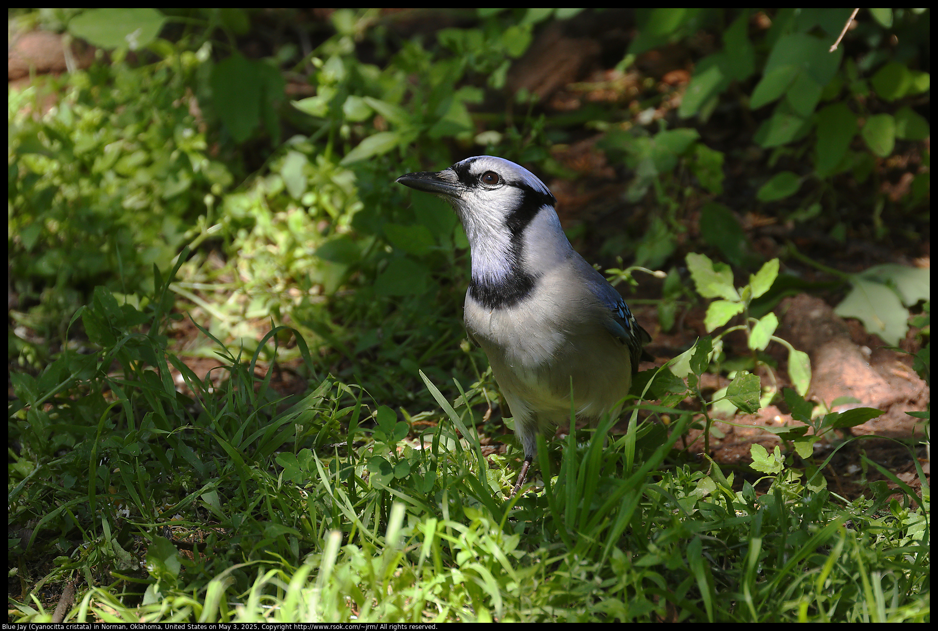 Blue Jay (Cyanocitta cristata) in Norman, Oklahoma, United States on May 3, 2025