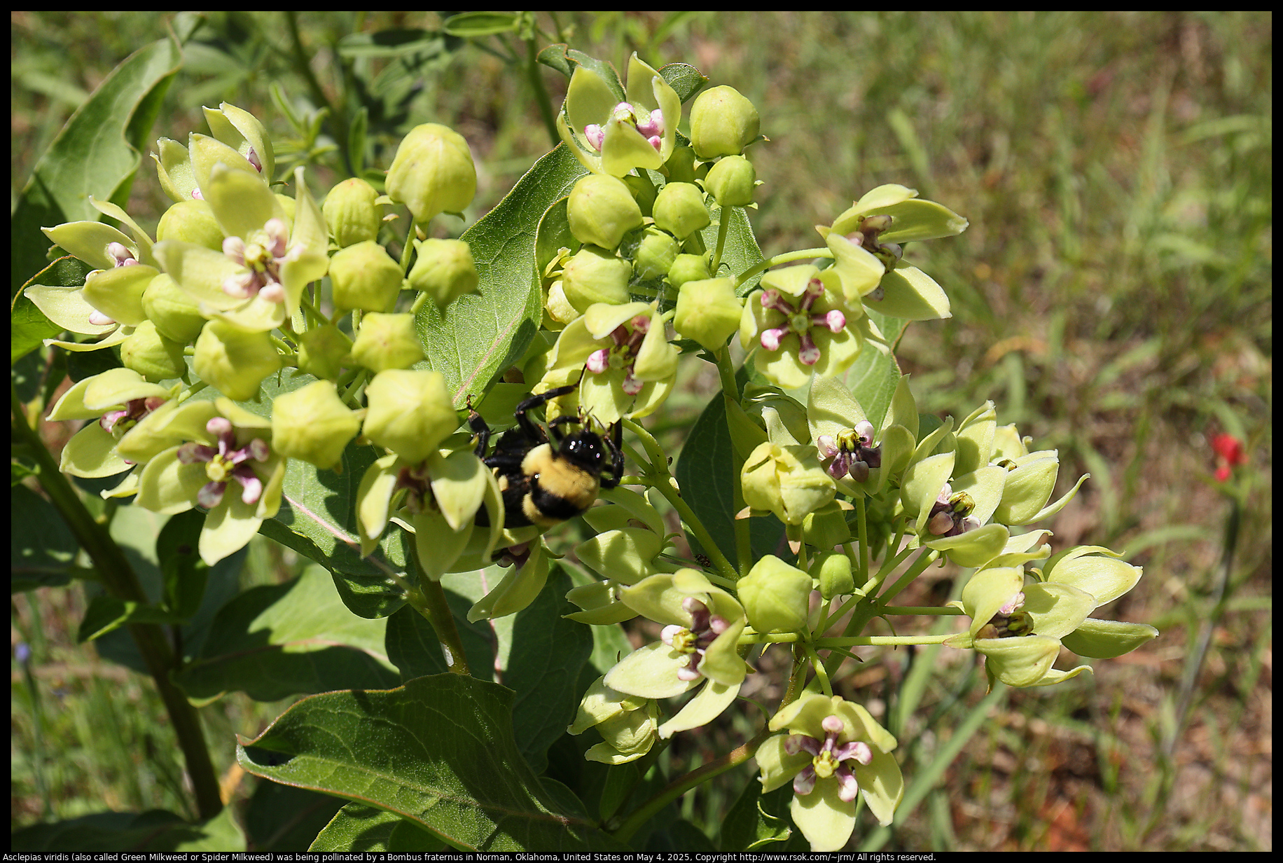 Asclepias viridis (also called Green Milkweed or Spider Milkweed) was being pollinated by a Bombus fraternus in Norman, Oklahoma, United States on May 4, 2025